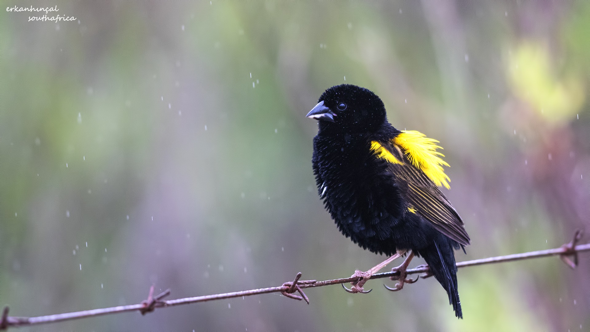 Yellow Bishop