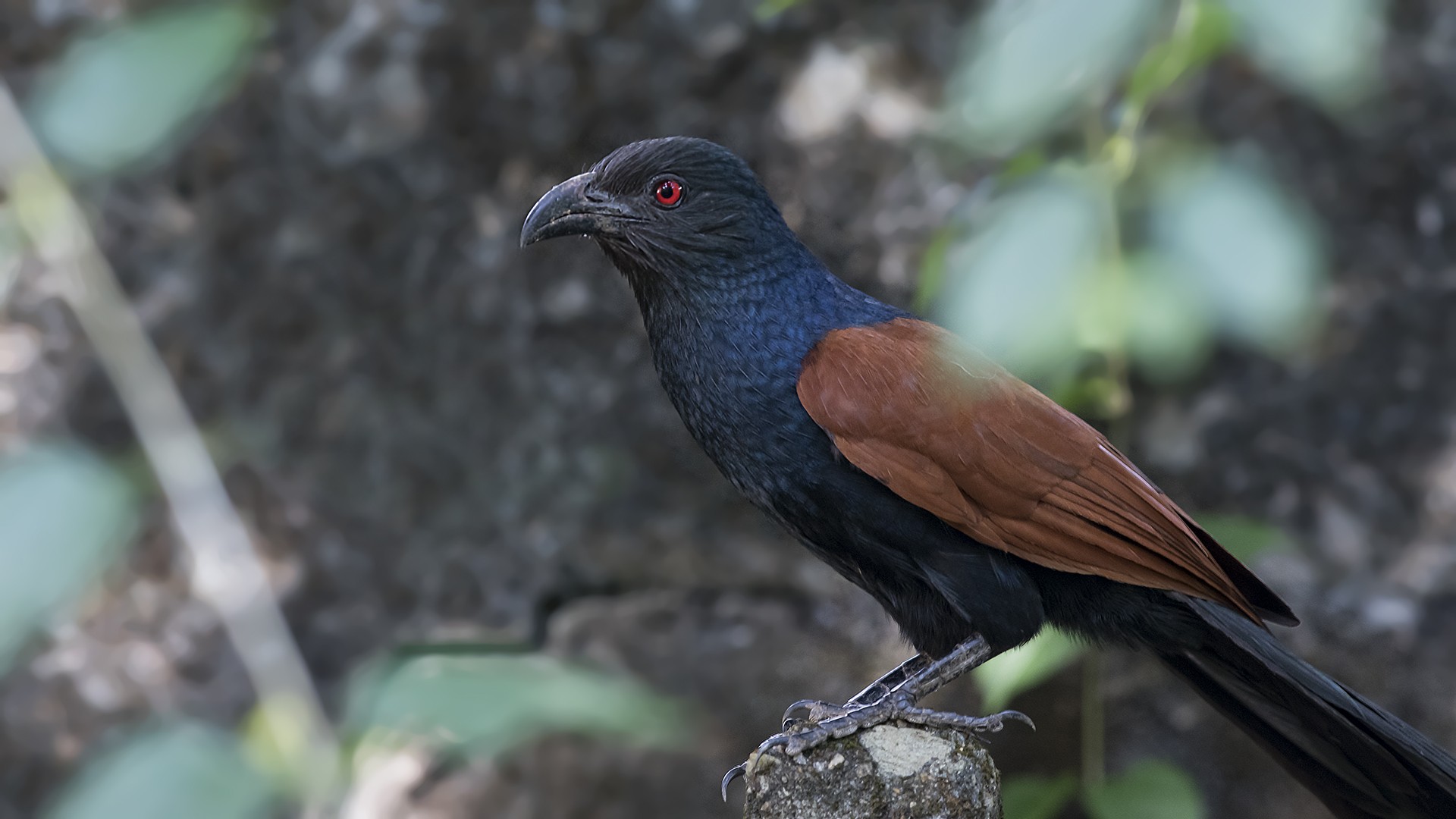 Greater Coucal