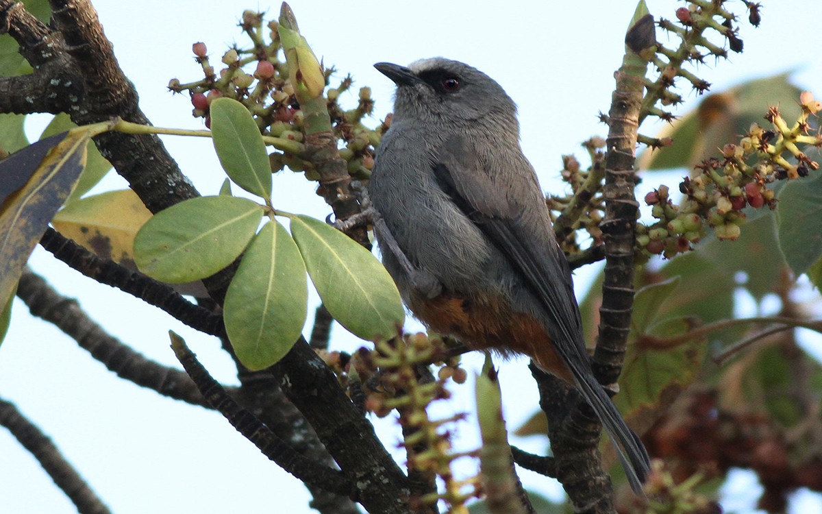 Juniper Babbler