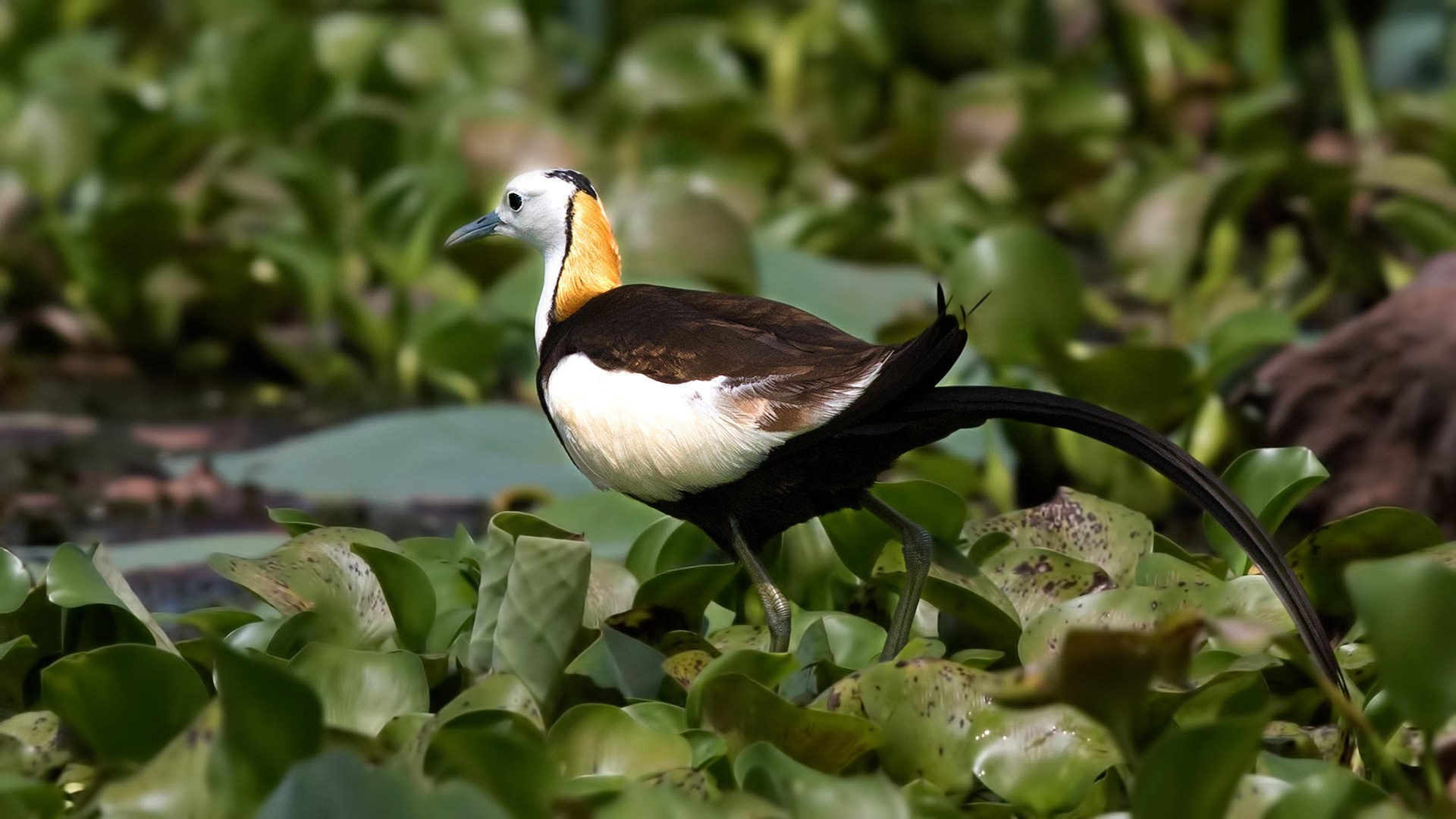 Pheasant-tailed Jacana