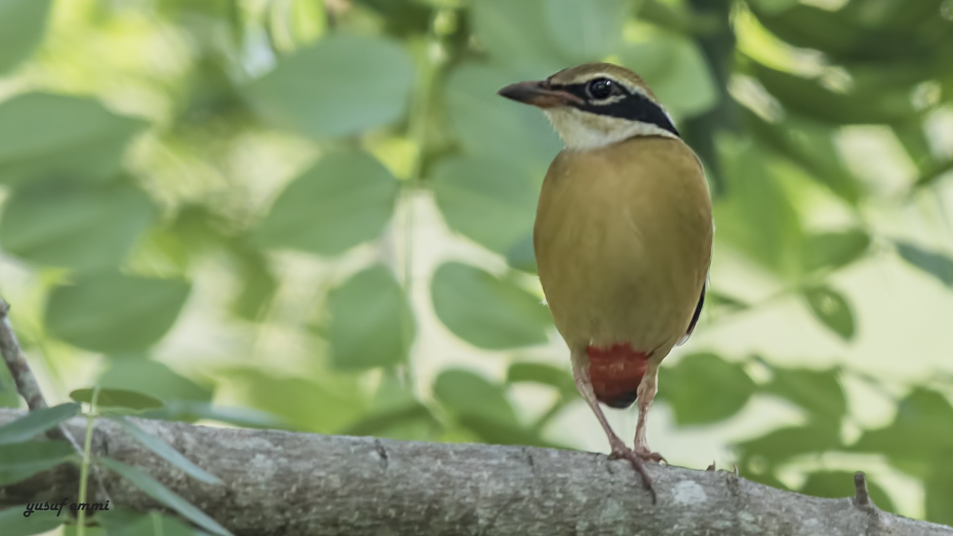Indian Pitta