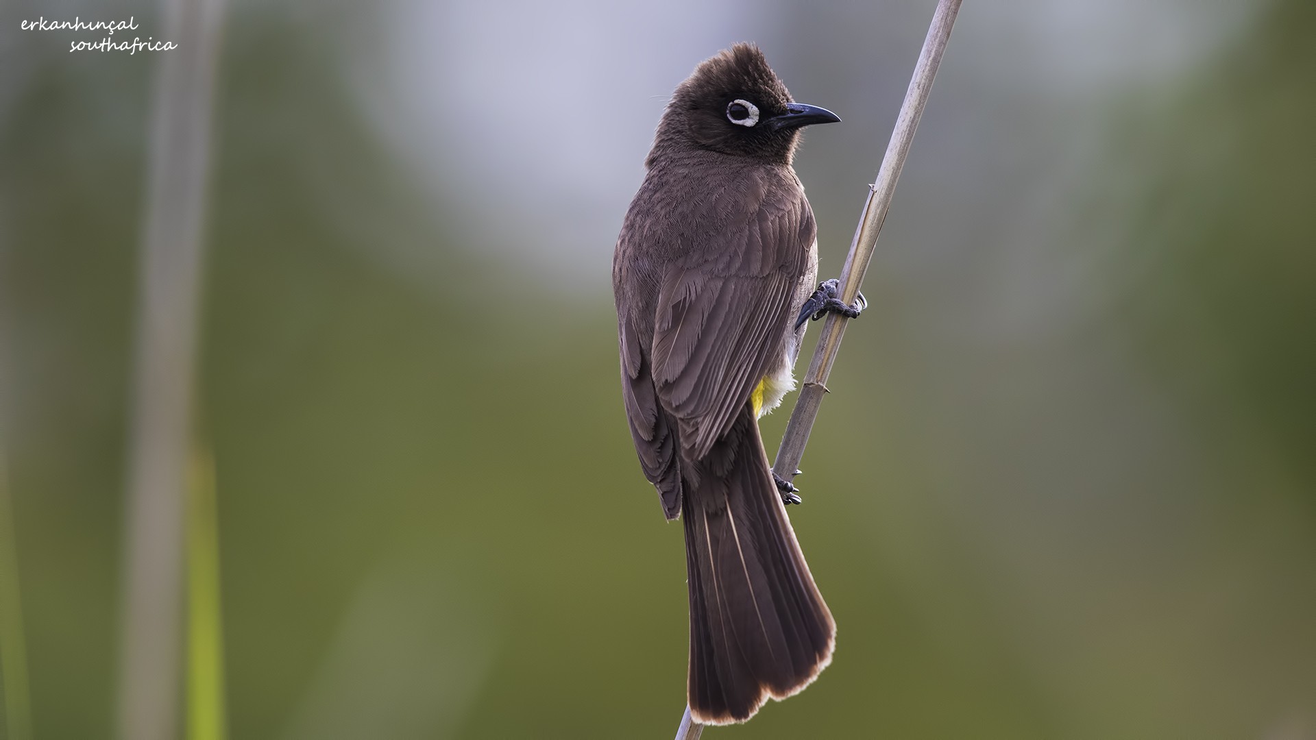 Cape Bulbul