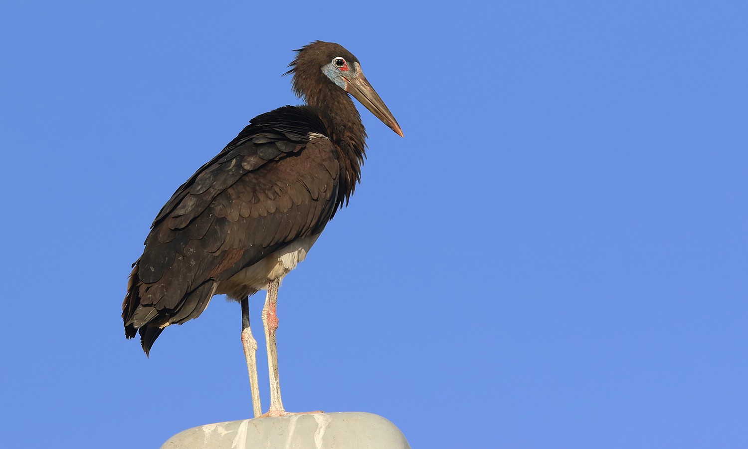 Abdim's Stork
