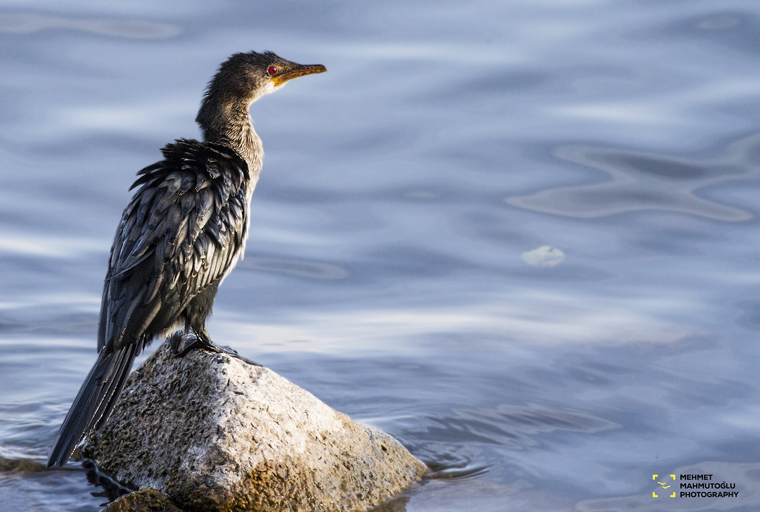 Long-tailed Cormorant