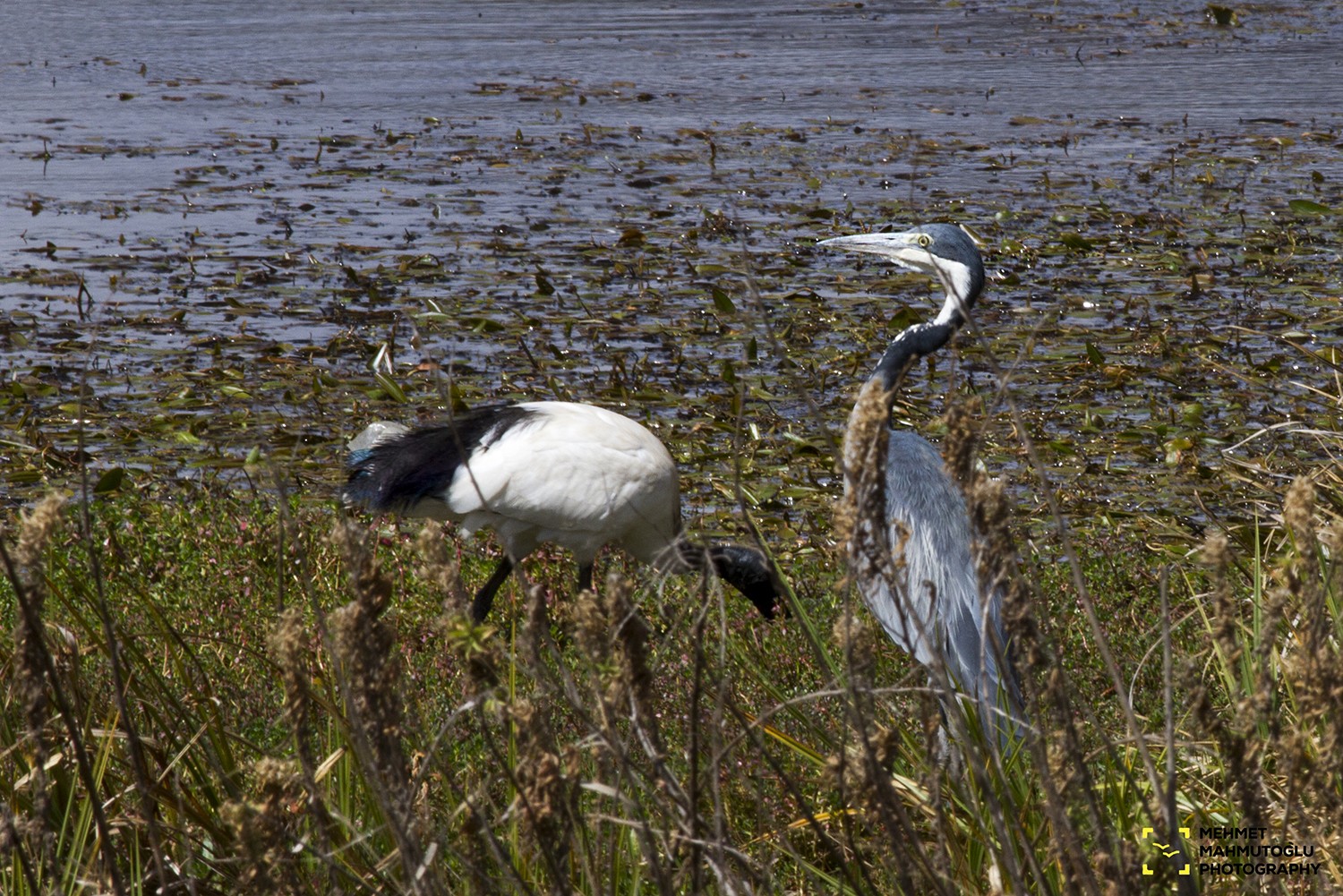 Black-headed Heron