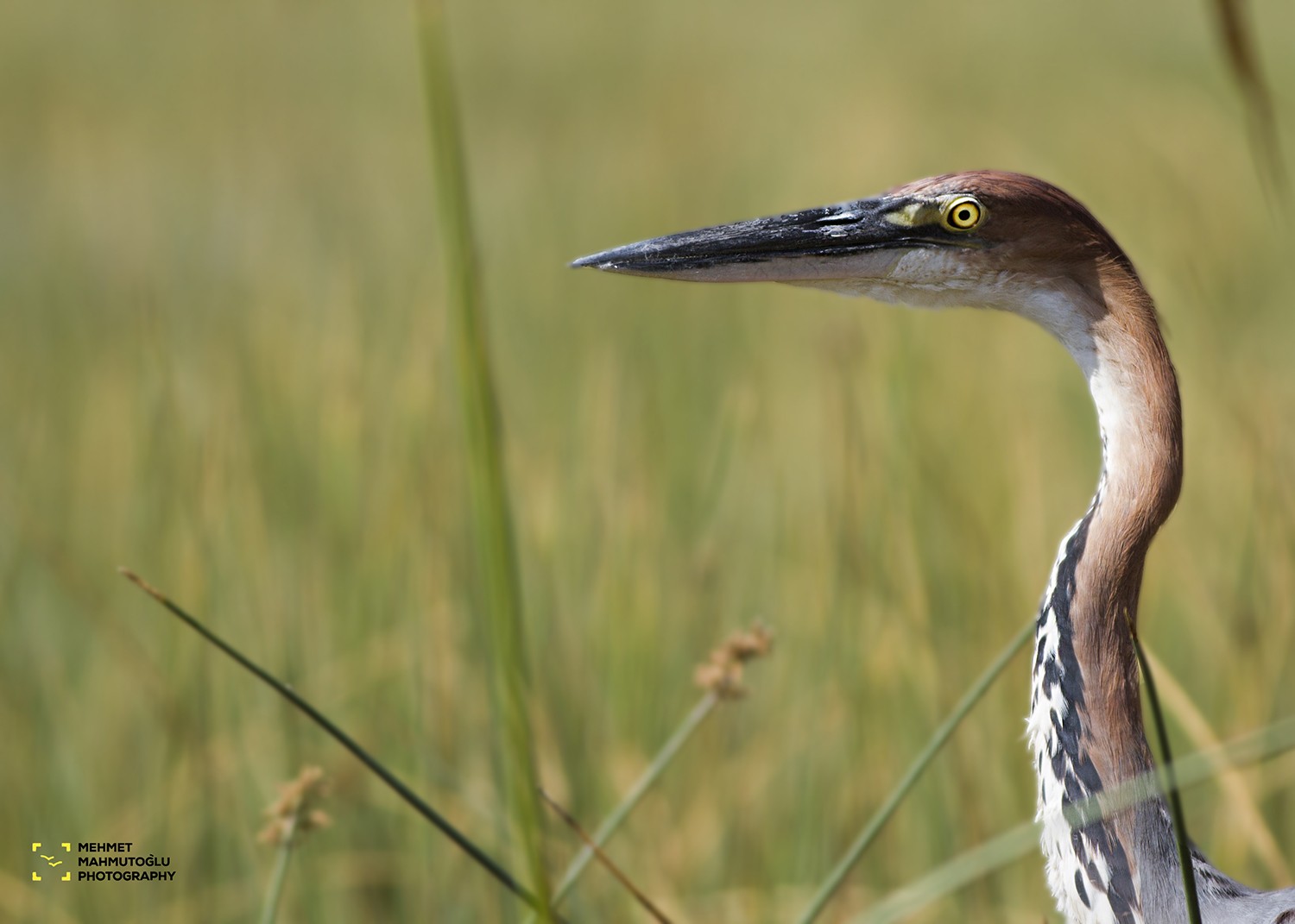 Goliath Heron