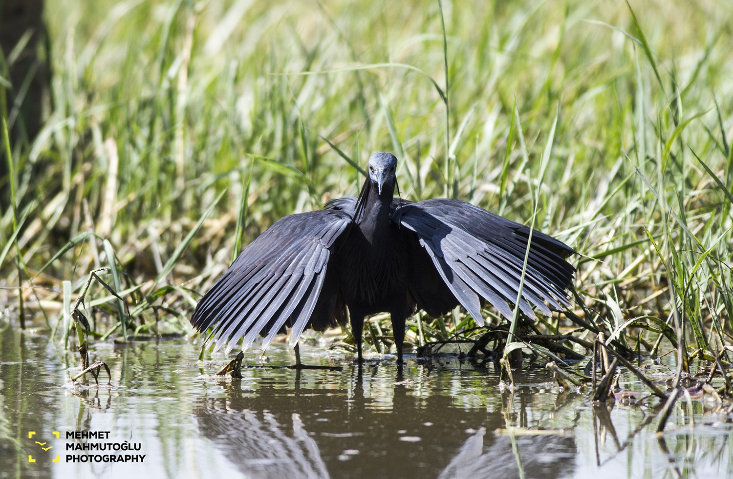 Black Heron