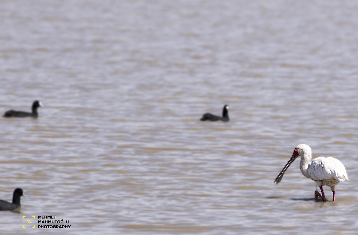 African Spoonbill