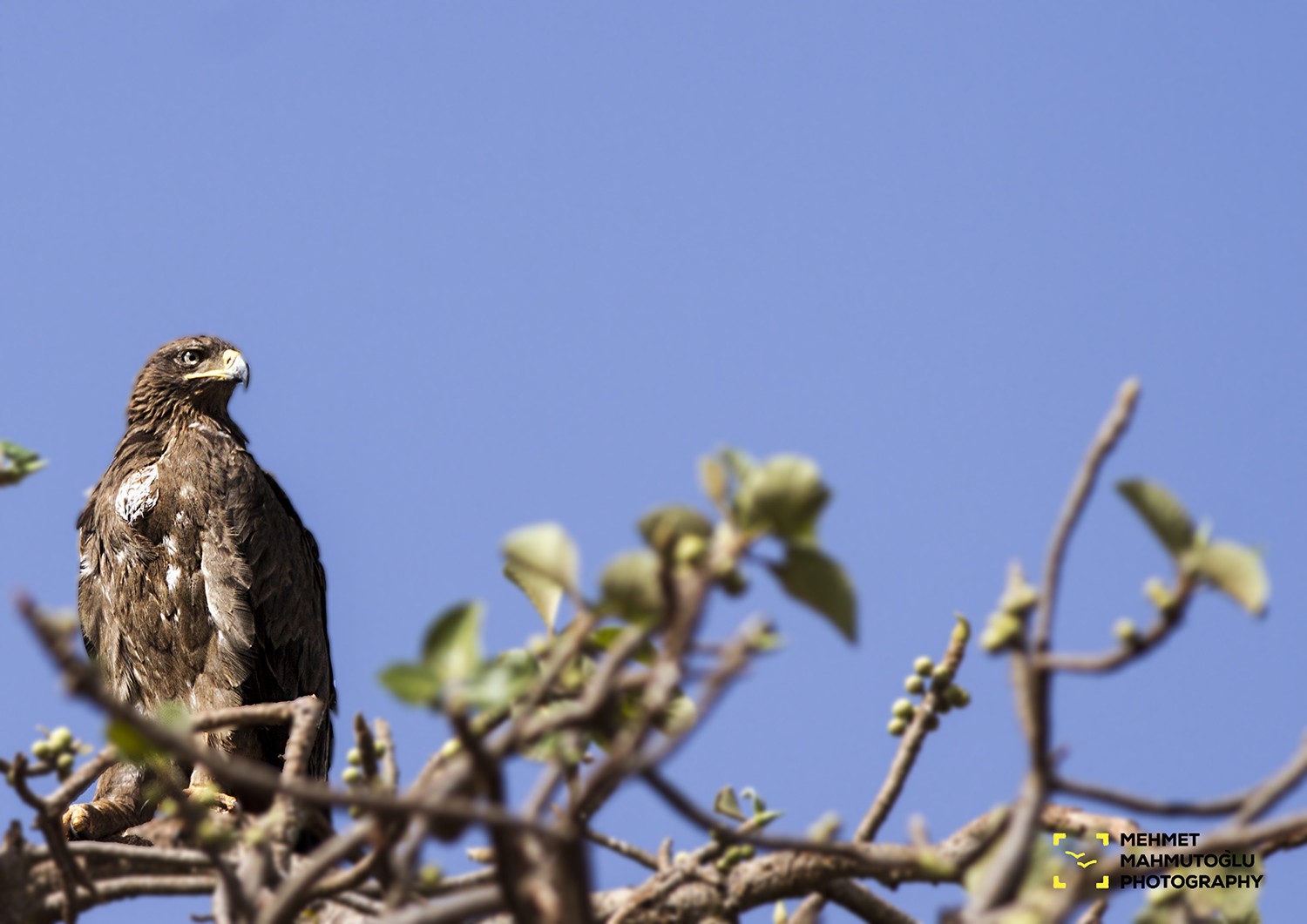 Tawny Eagle
