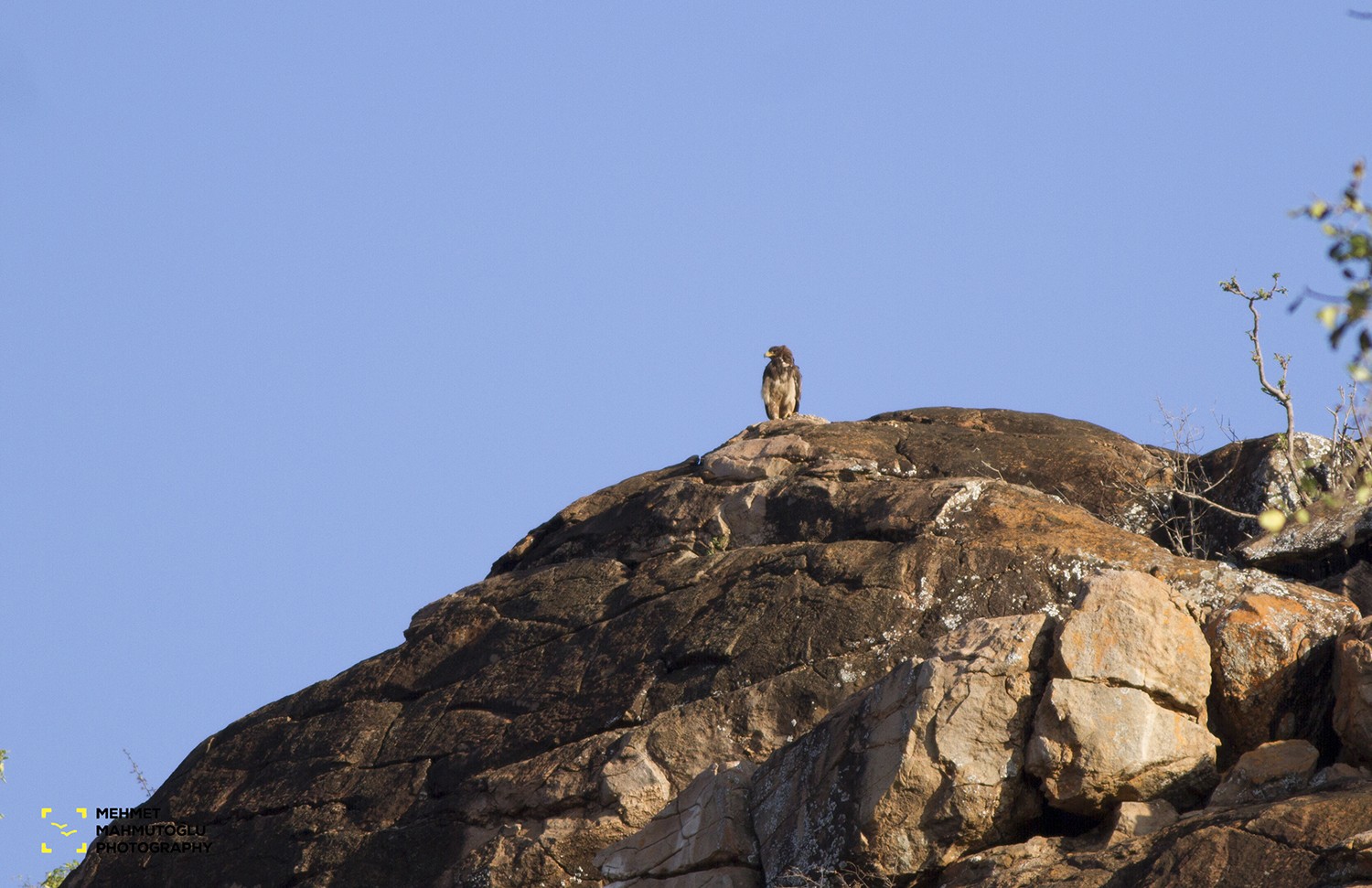 African Hawk-eagle