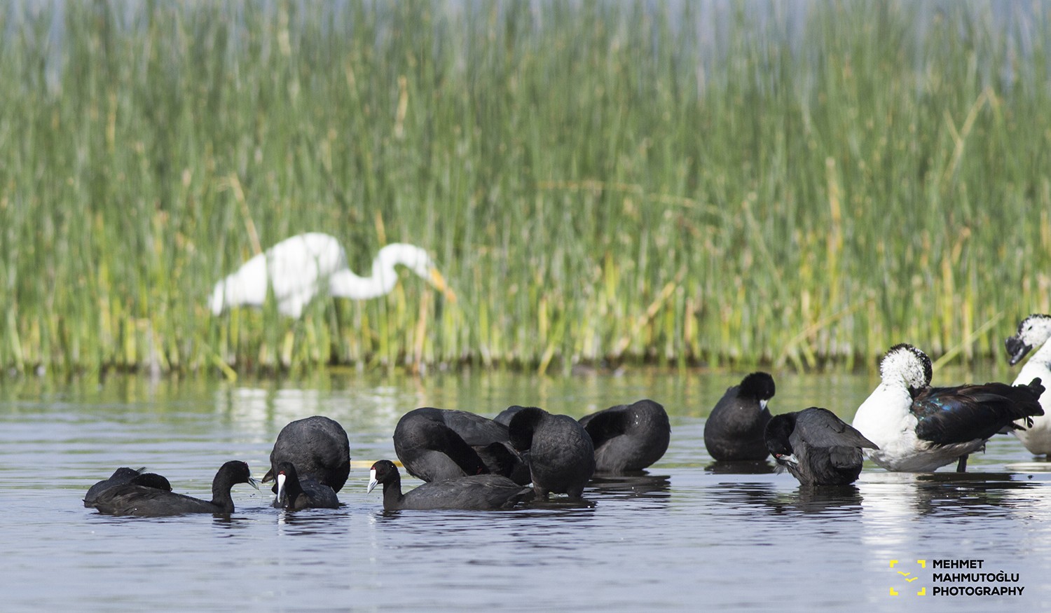 Red-knobbed Coot