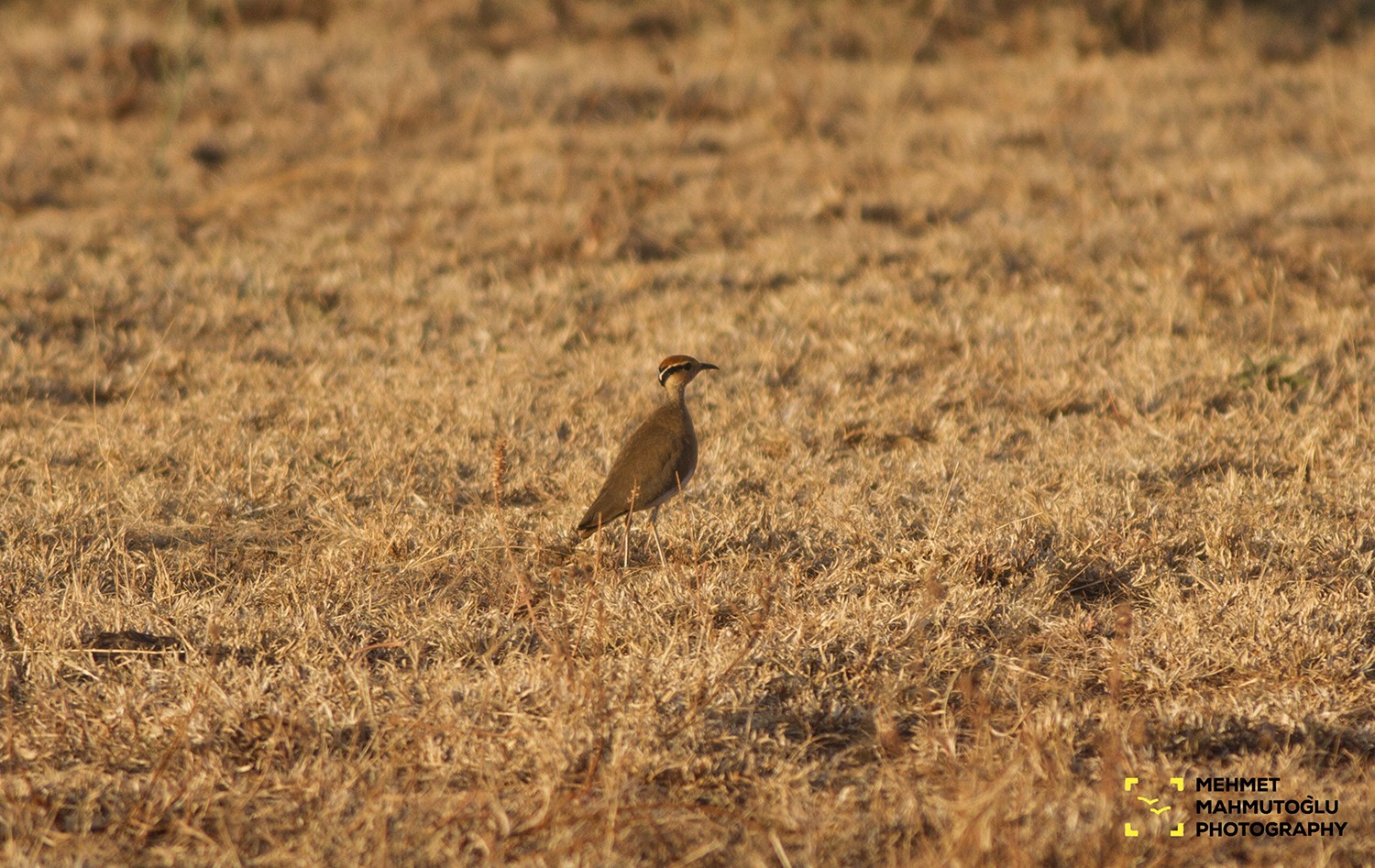 Temminck's Courser