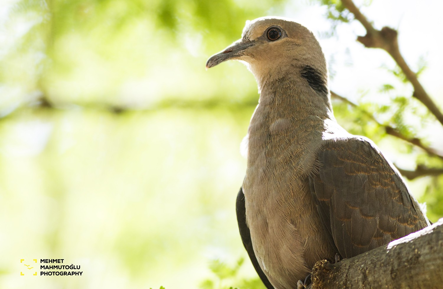Ring-necked Dove