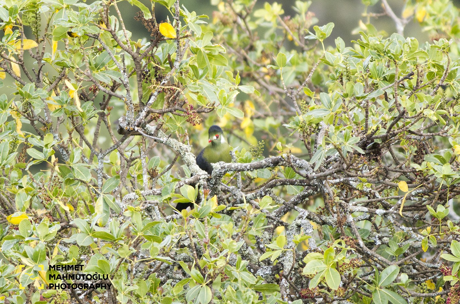 White-cheeked Turaco