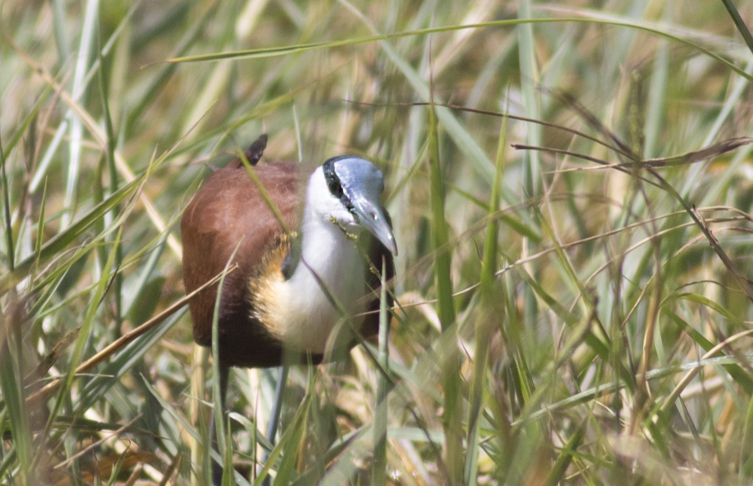African Jacana
