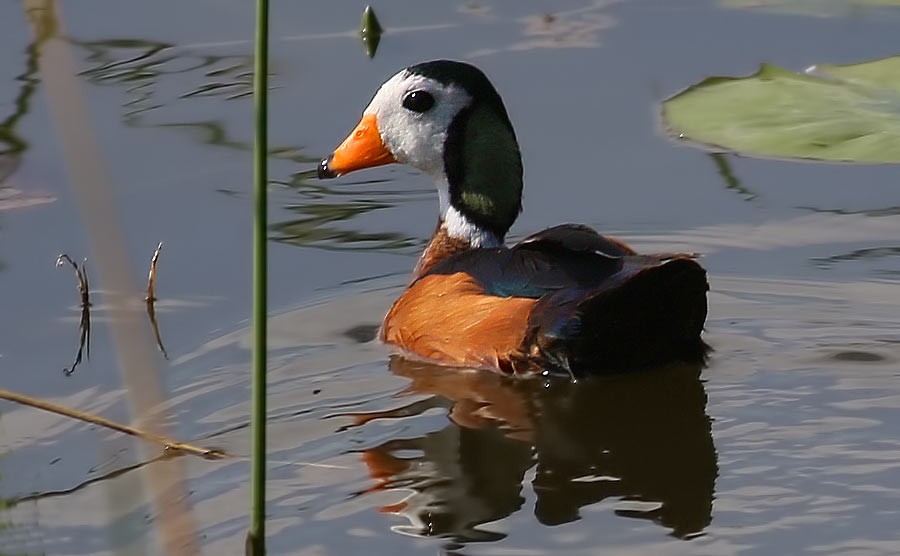 African Pygmy-goose