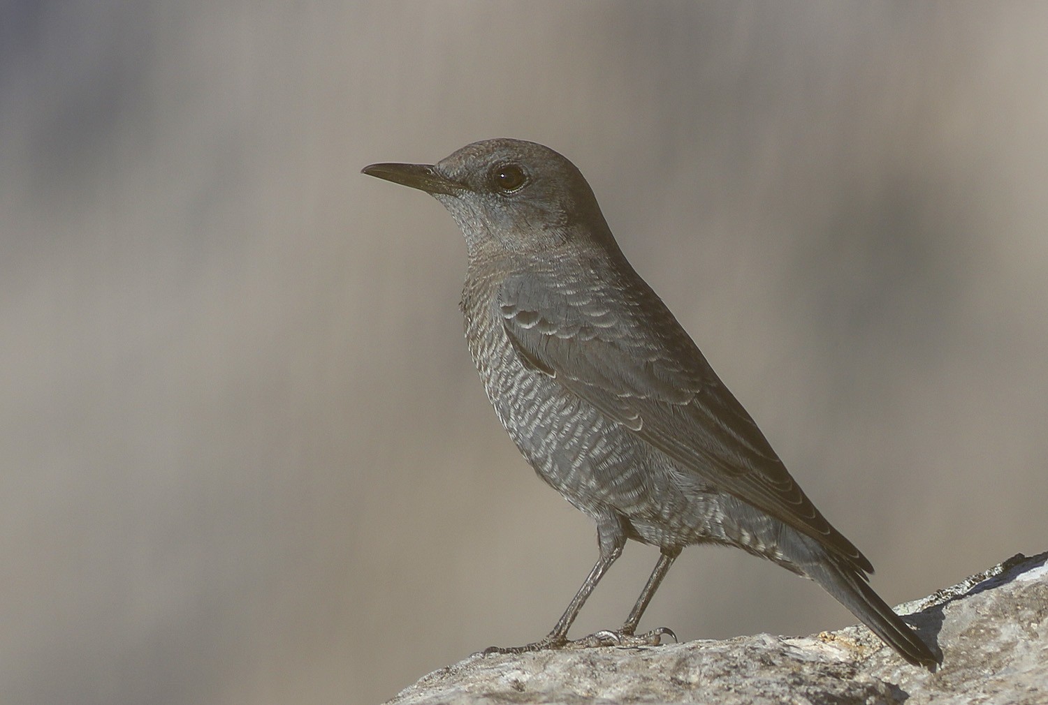 Gökardıç