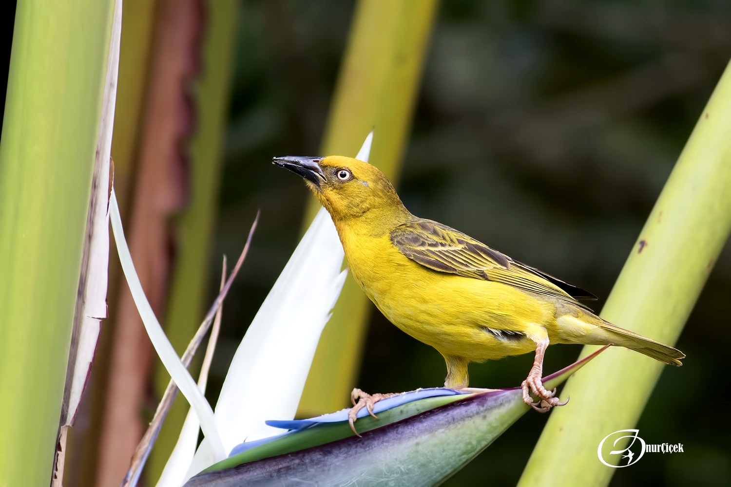 Spectacled Weaver