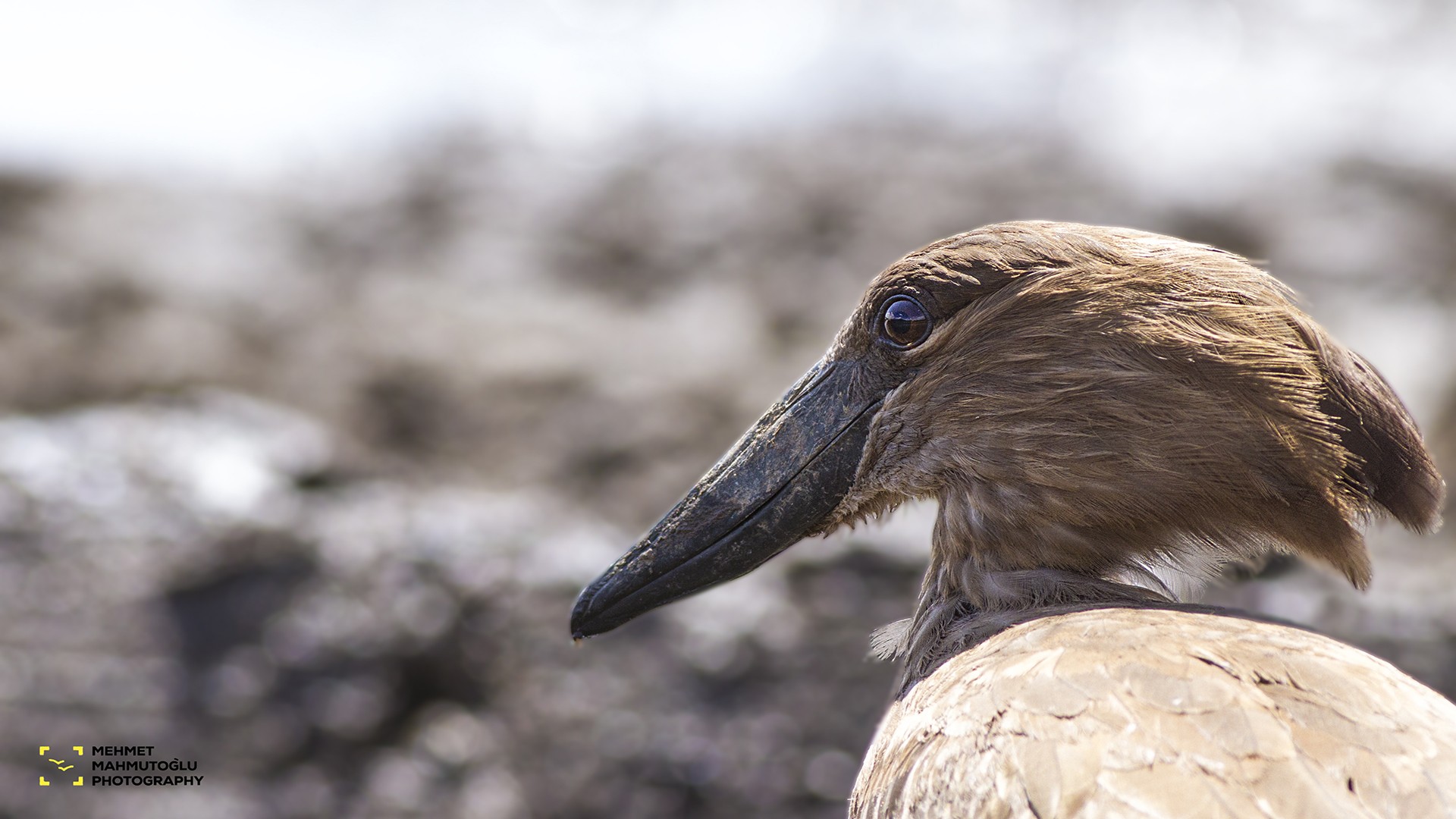 Hamerkop