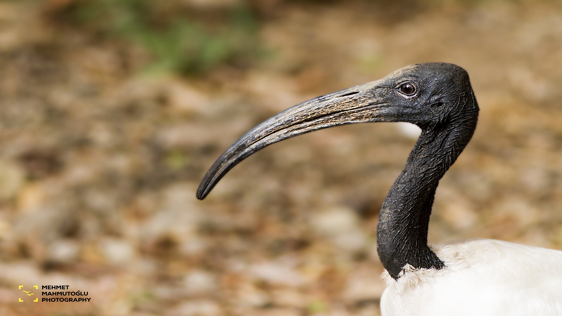 African Sacred Ibis