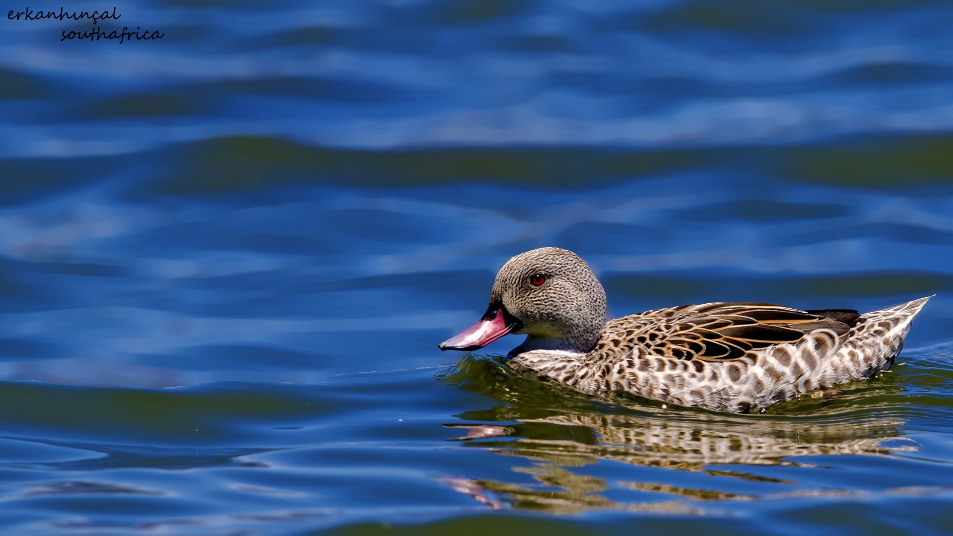 Cape Teal