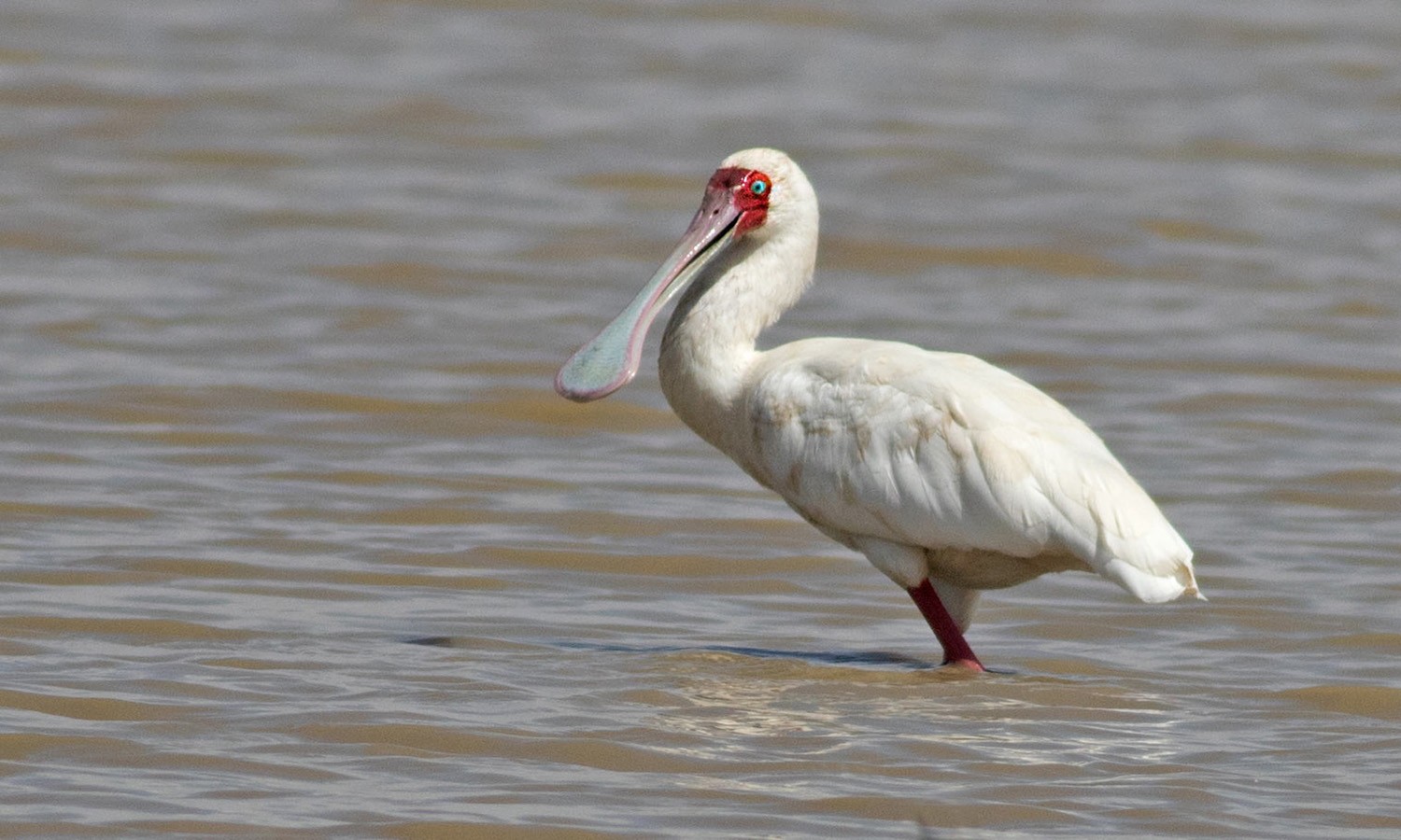African Spoonbill