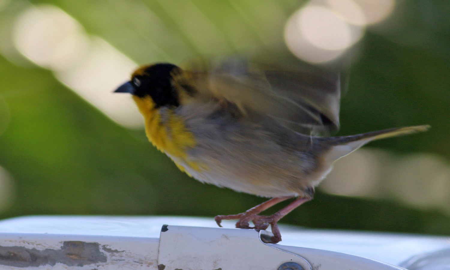 Baglafecht Weaver