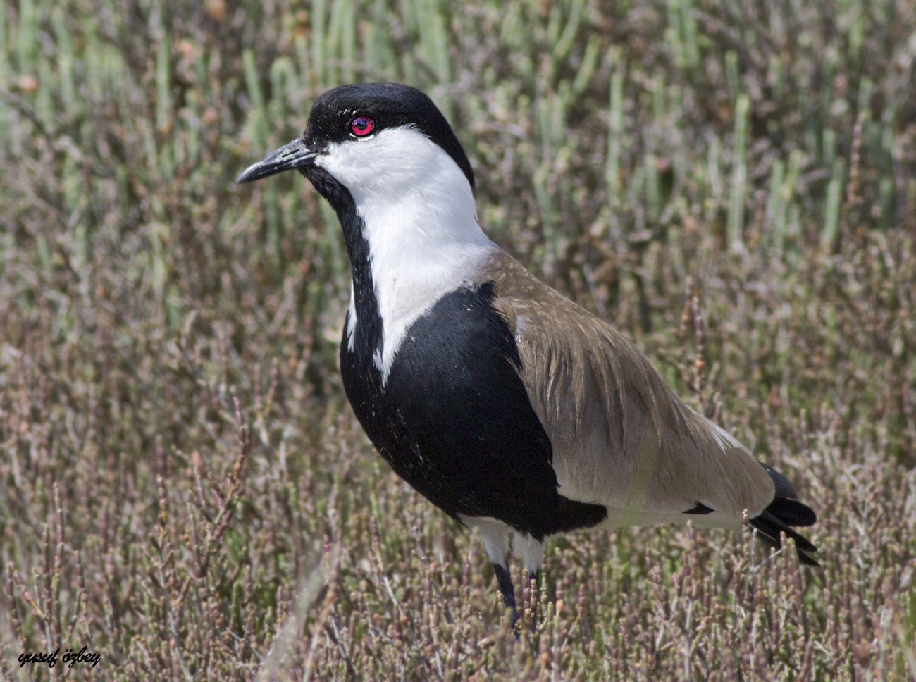 Mahmuzlu Kızkuşu