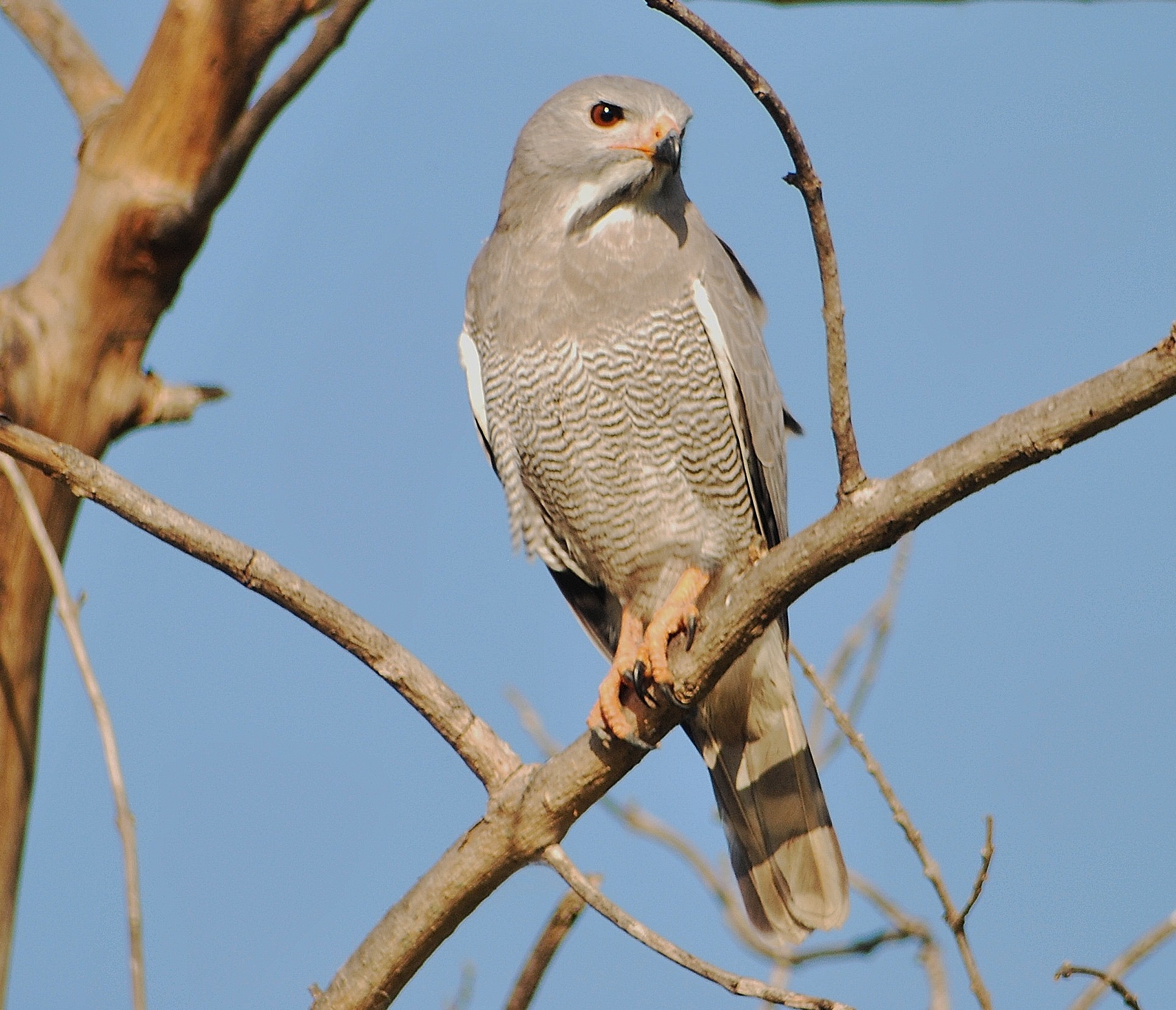 Lizard Buzzard
