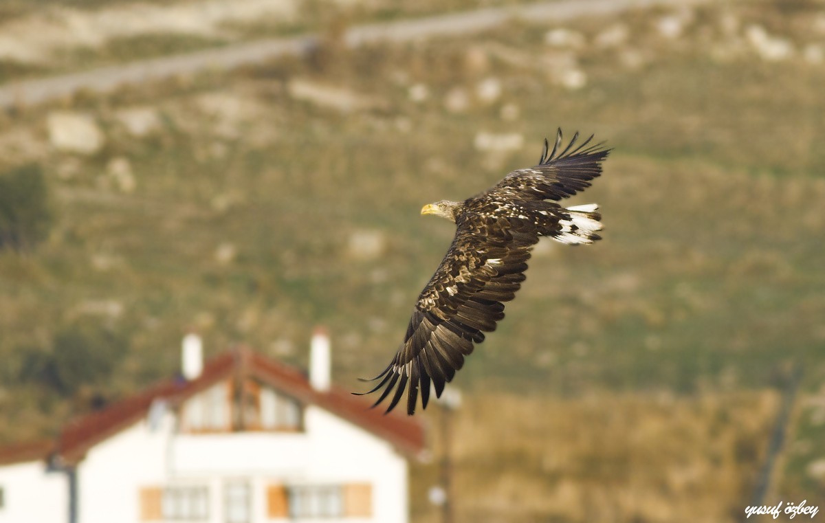 Ak Kuyruklu Kartal