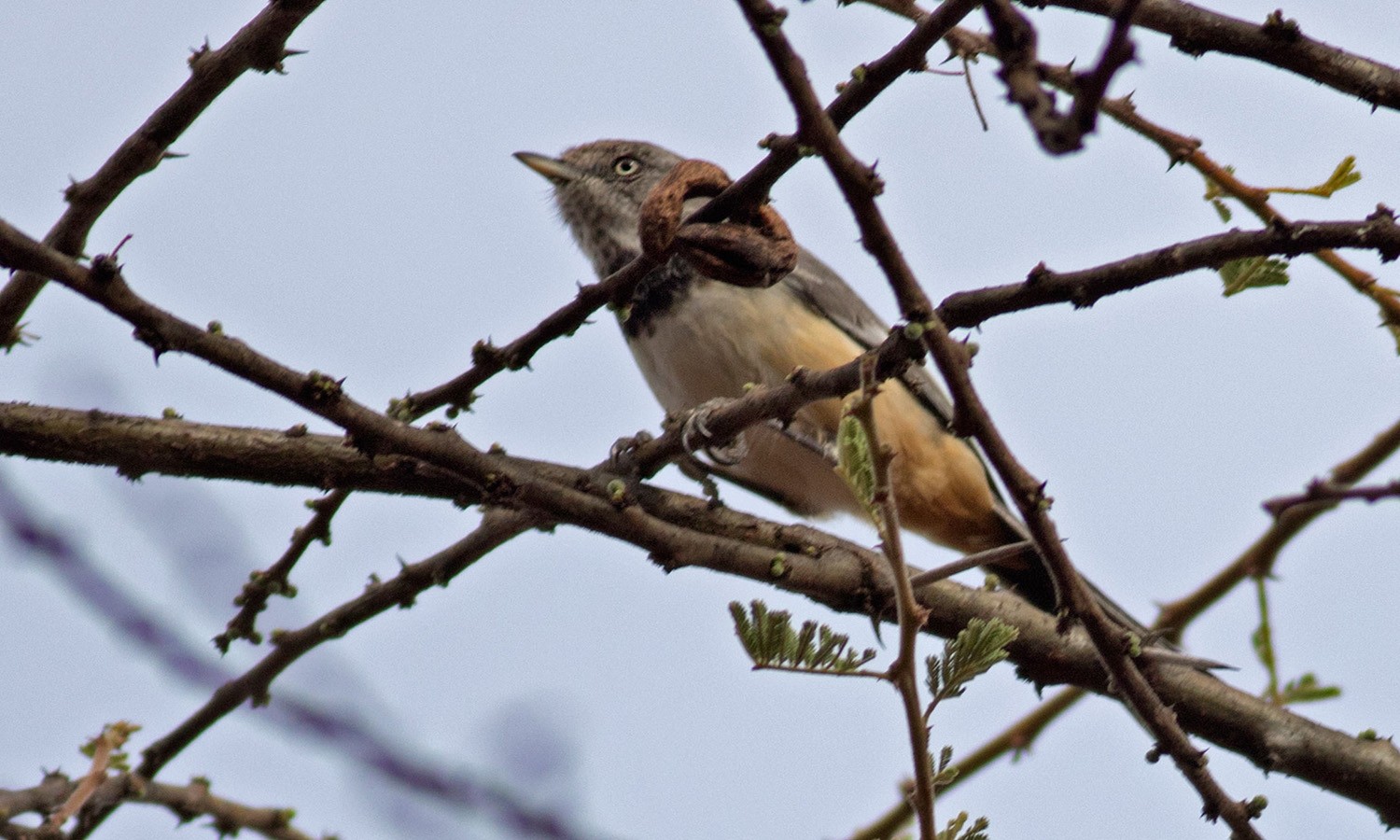Banded Warbler