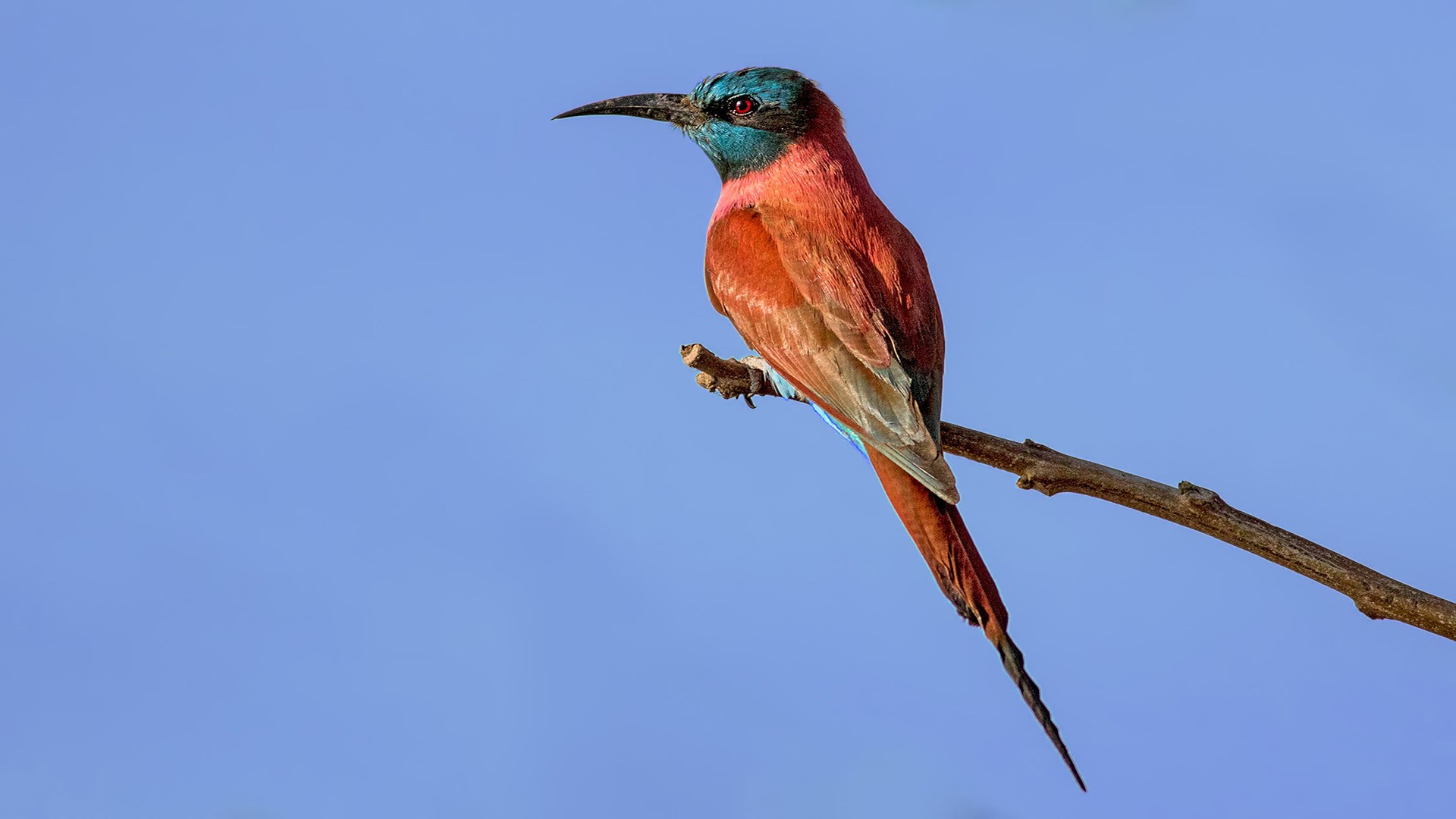 Northern Carmine Bee-eater