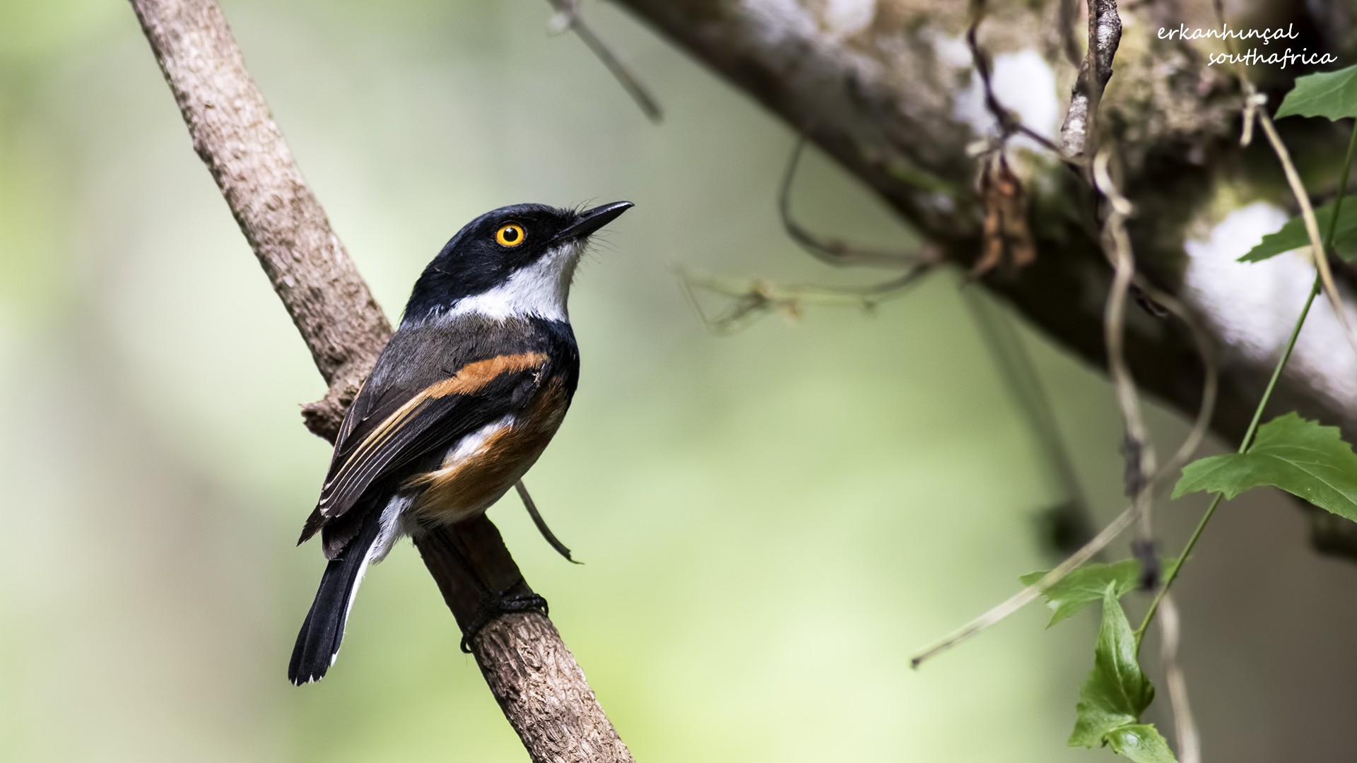 Cape Batis