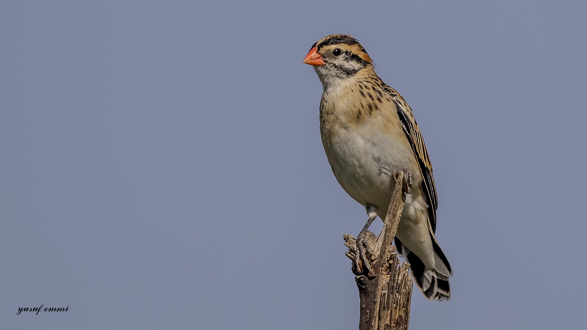 Pin-tailed Whydah