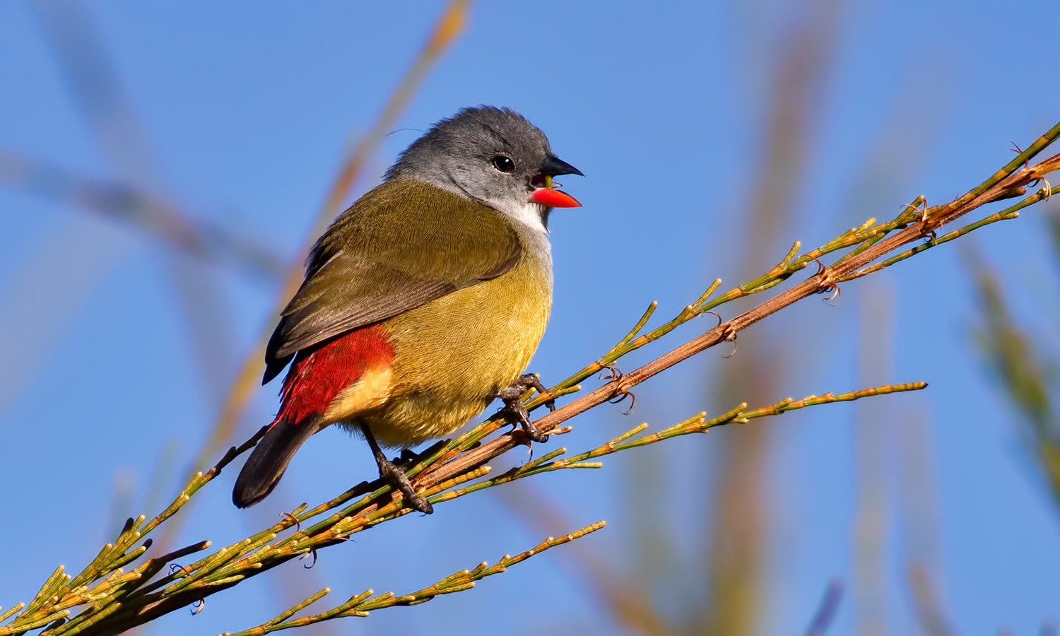 Yellow-bellied Swee