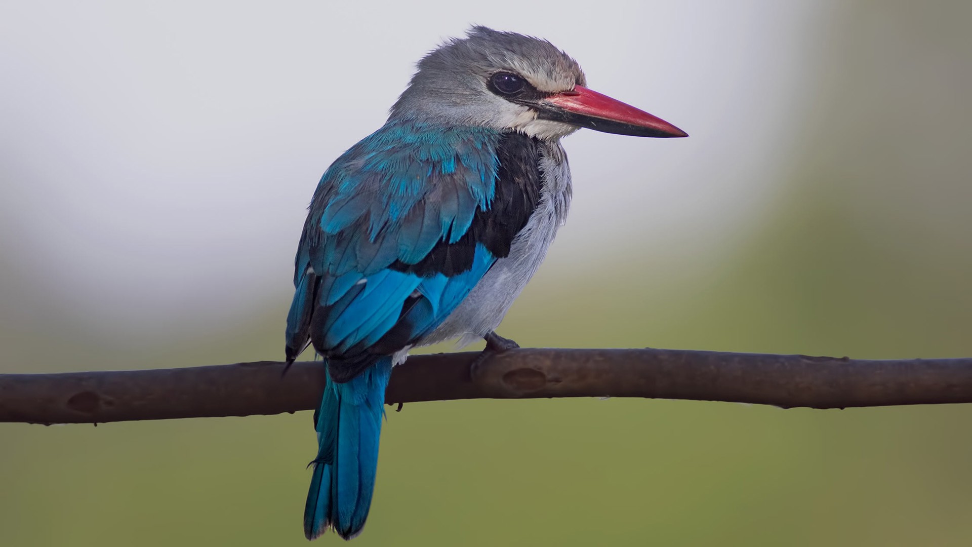 Woodland Kingfisher