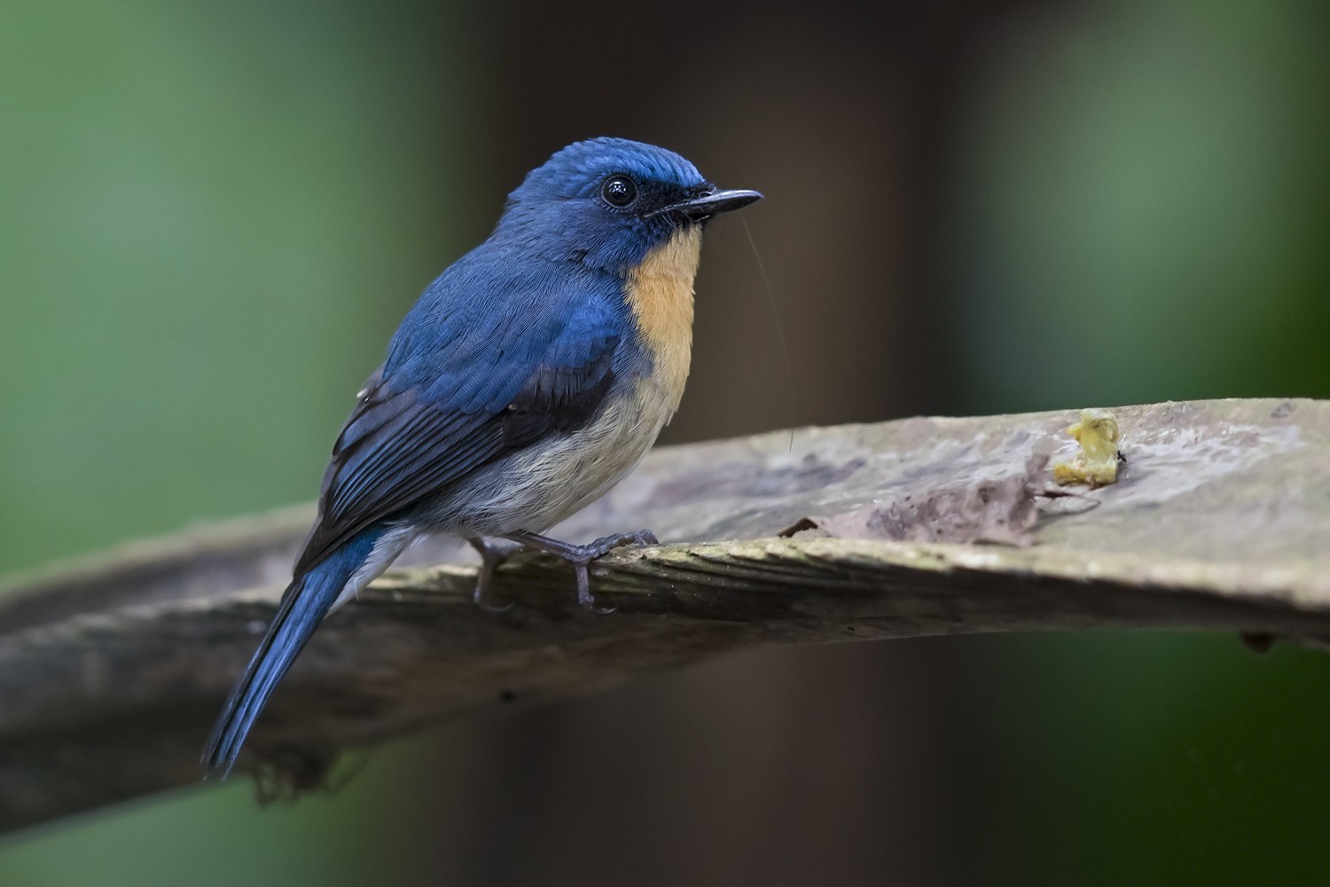 Tickell's Blue-flycatcher