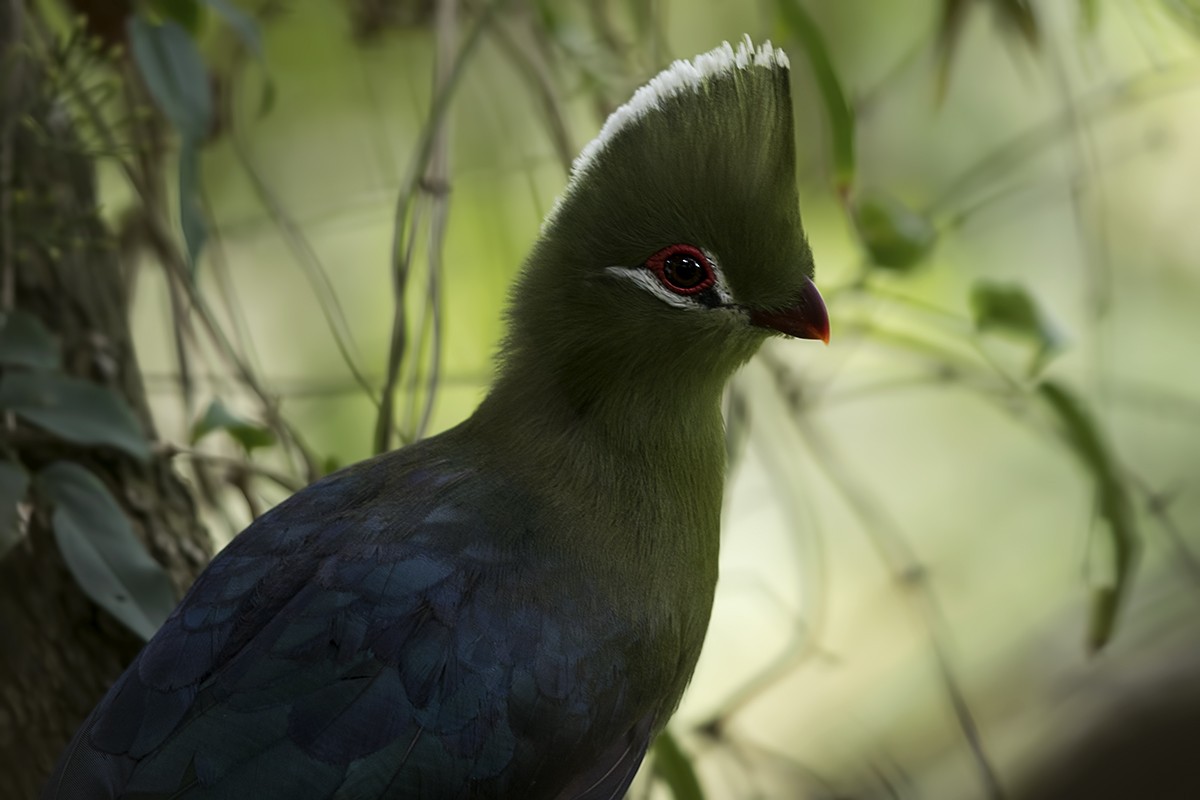 Knysna Turaco