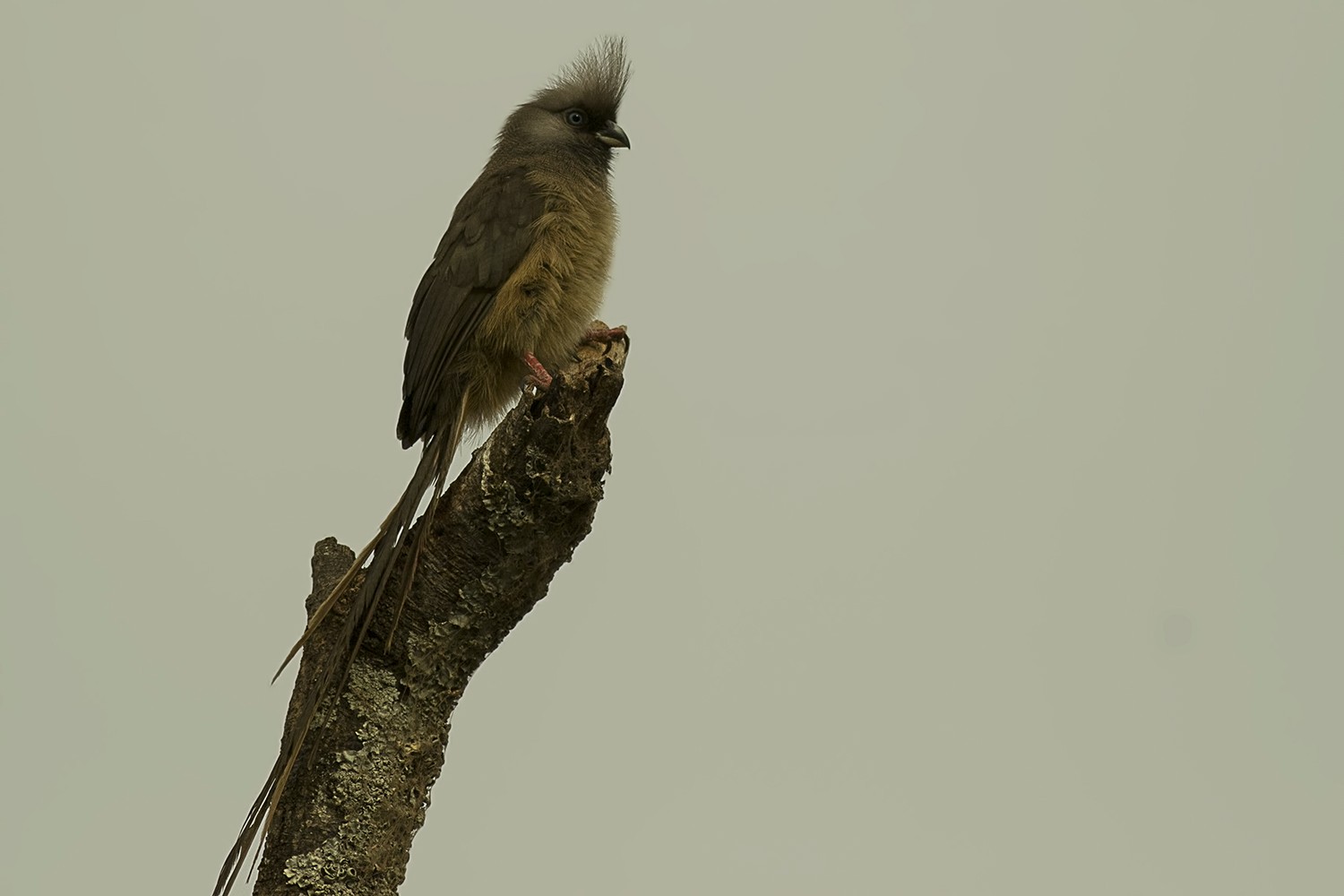 Speckled Mousebird