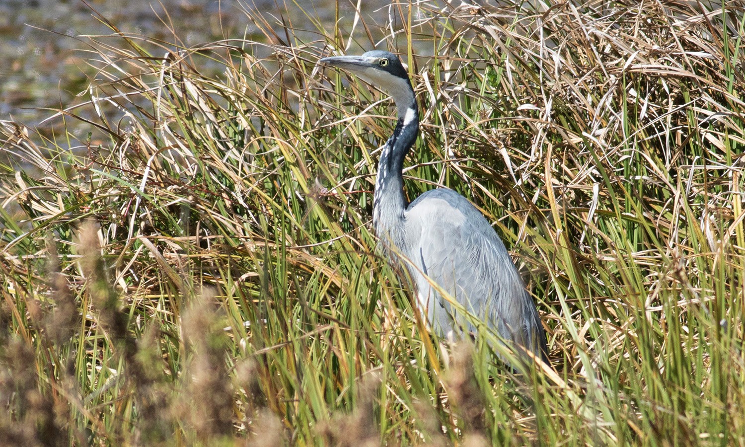 Black-headed Heron