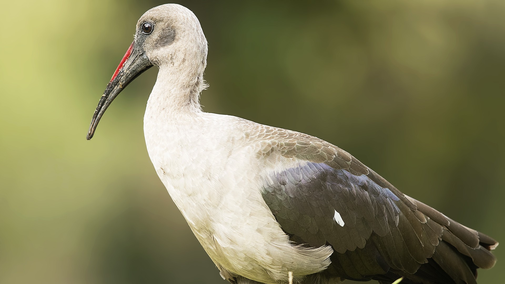 Hadada Ibis