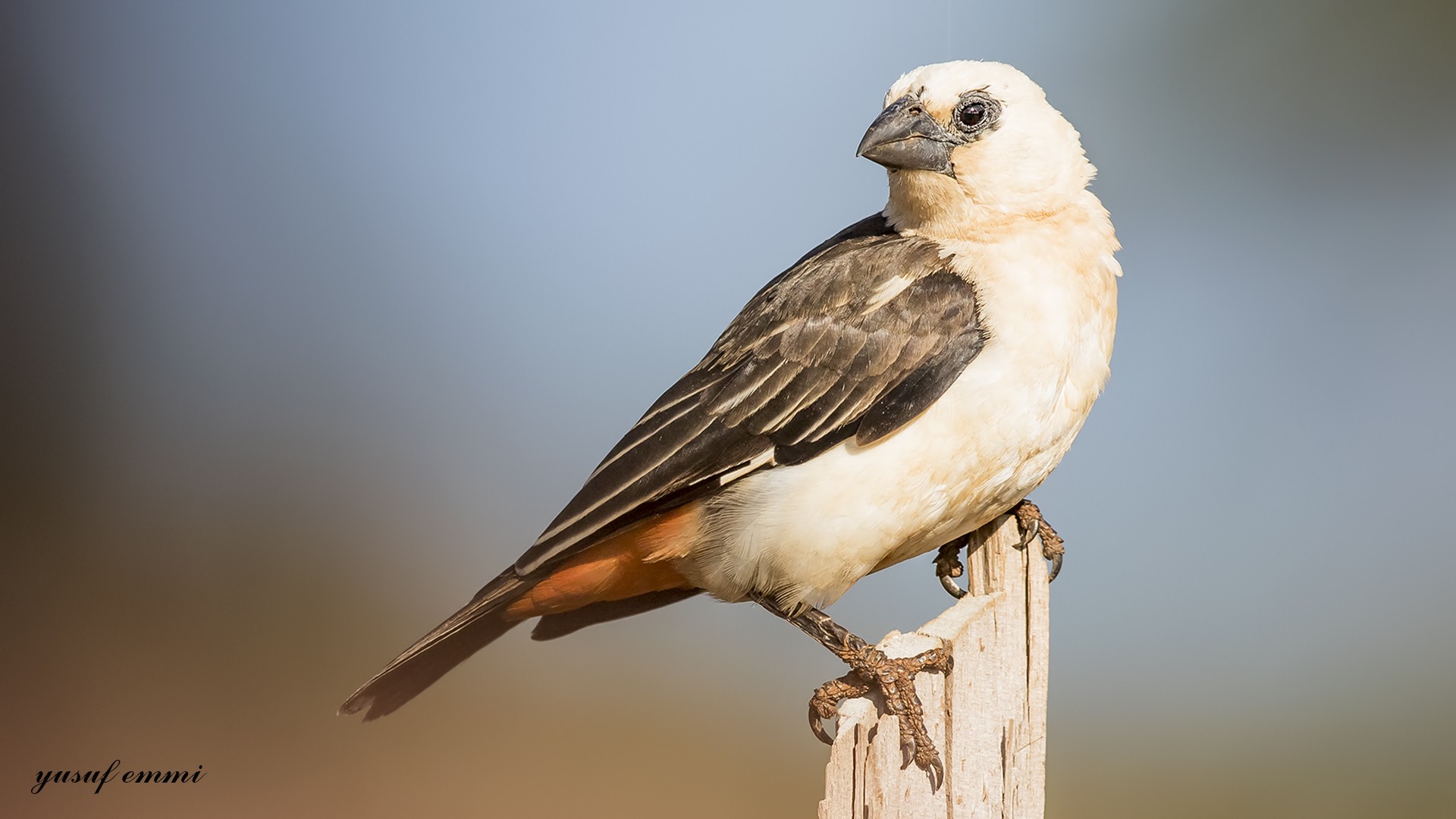 White-headed Buffalo-weaver