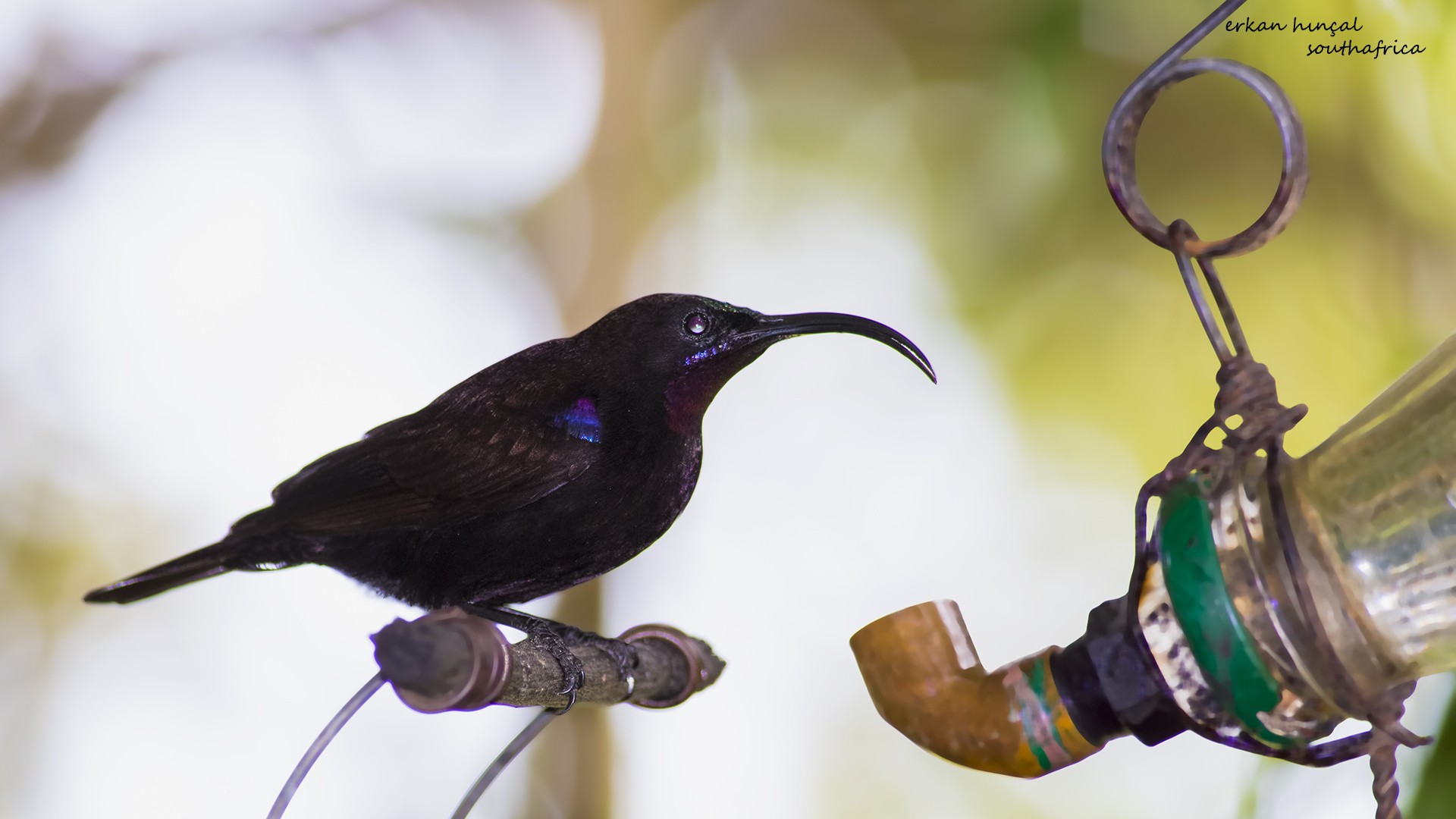 Amethyst Sunbird