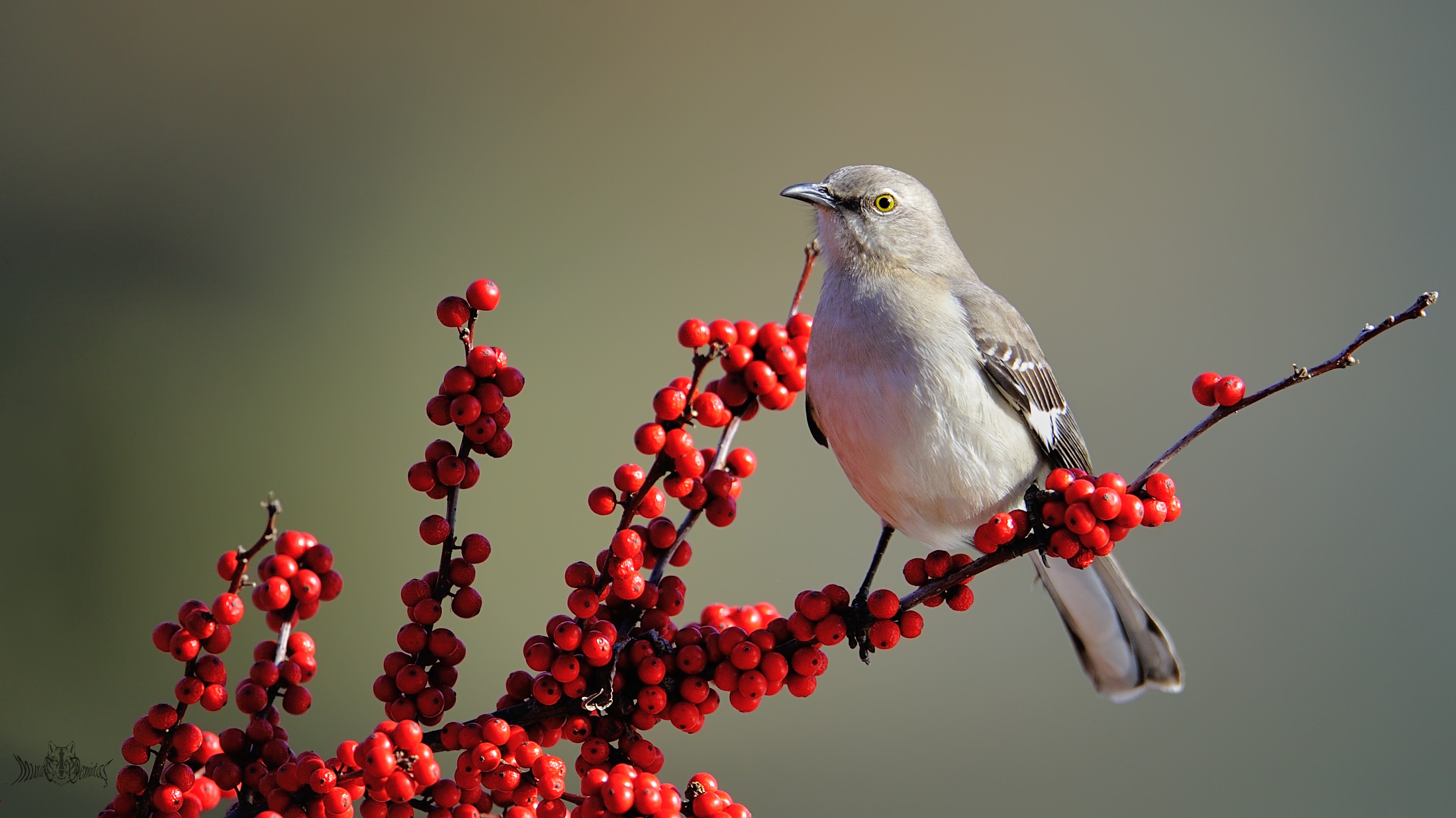 Northern Mockingbird