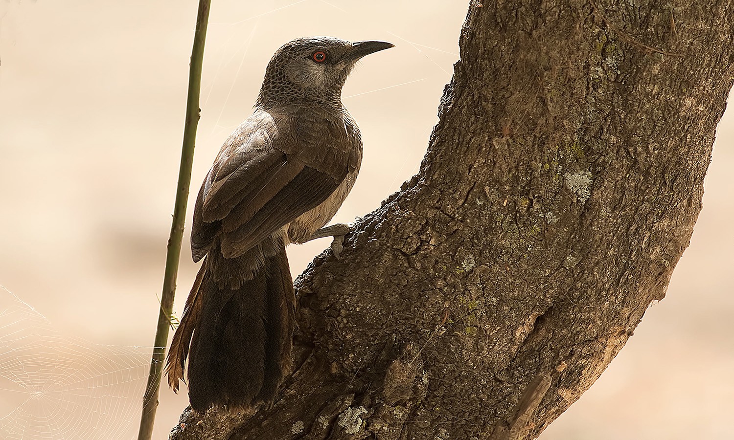Northern White-rumped Babbler