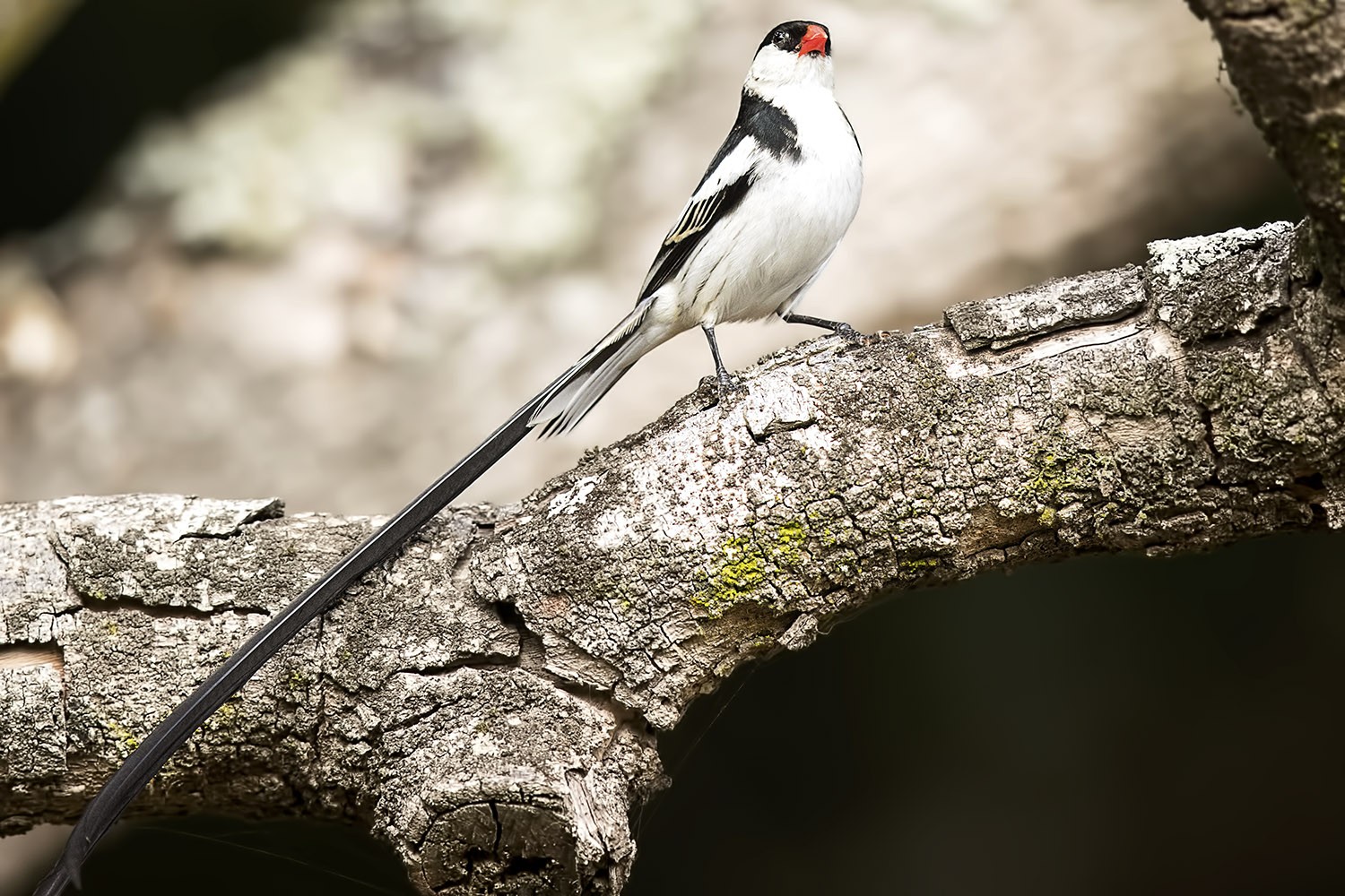 Pin-tailed Whydah