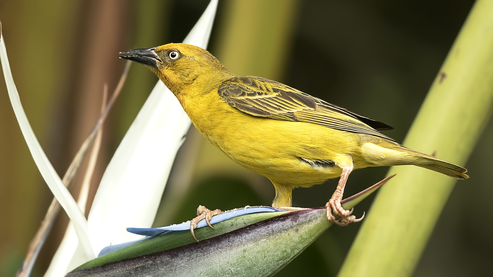 Cape Weaver
