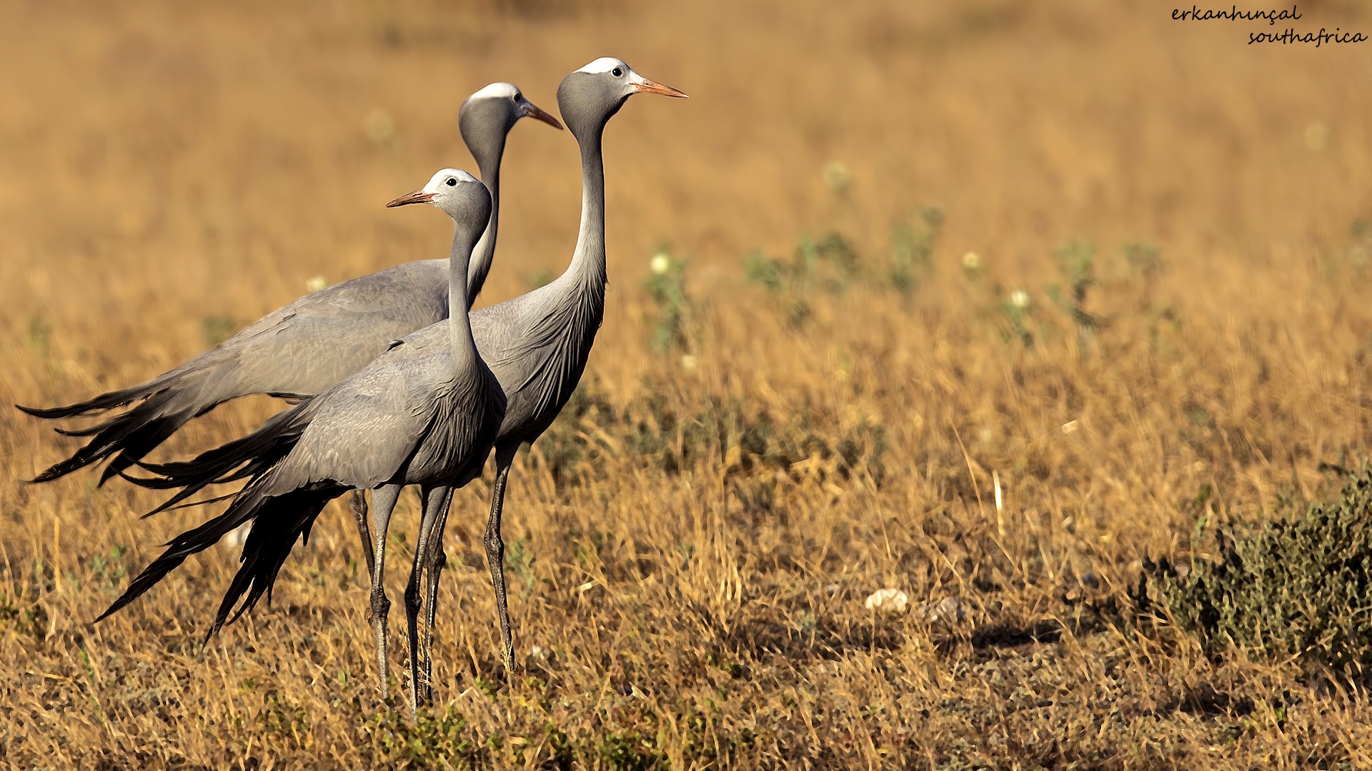 Blue Crane