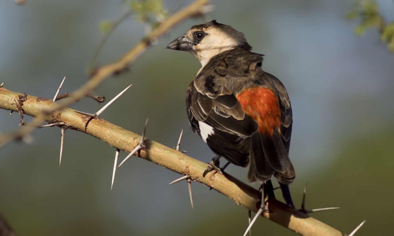 White-headed Buffalo-weaver