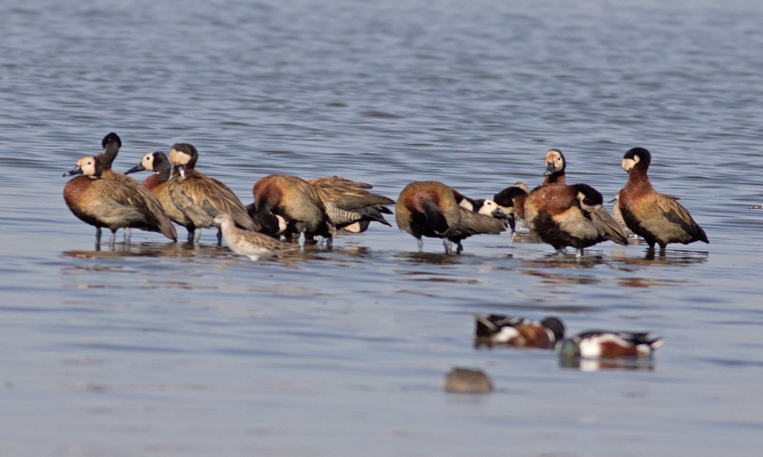 White-faced Whistling-duck